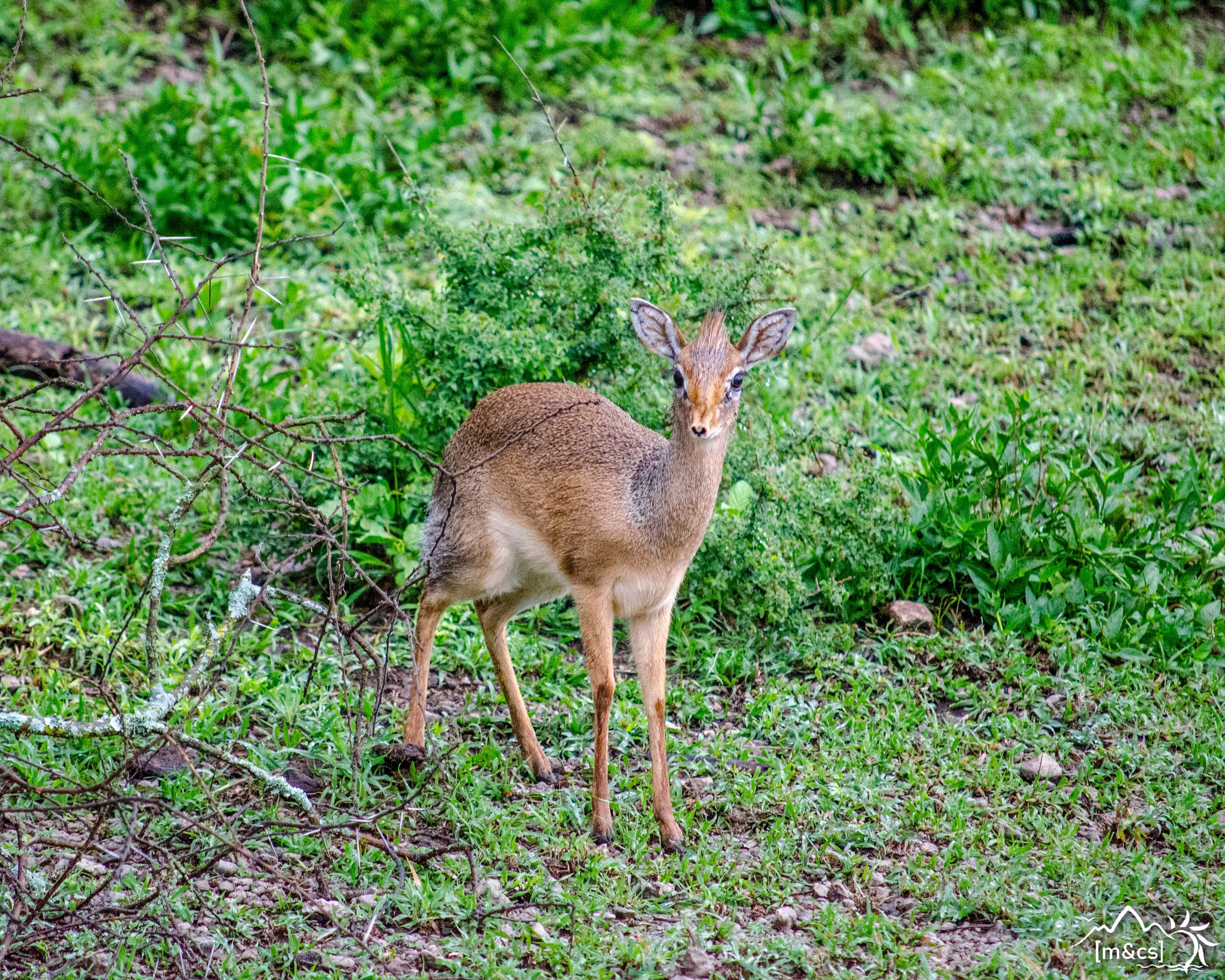 Dik Dik. Serengeti National Park.