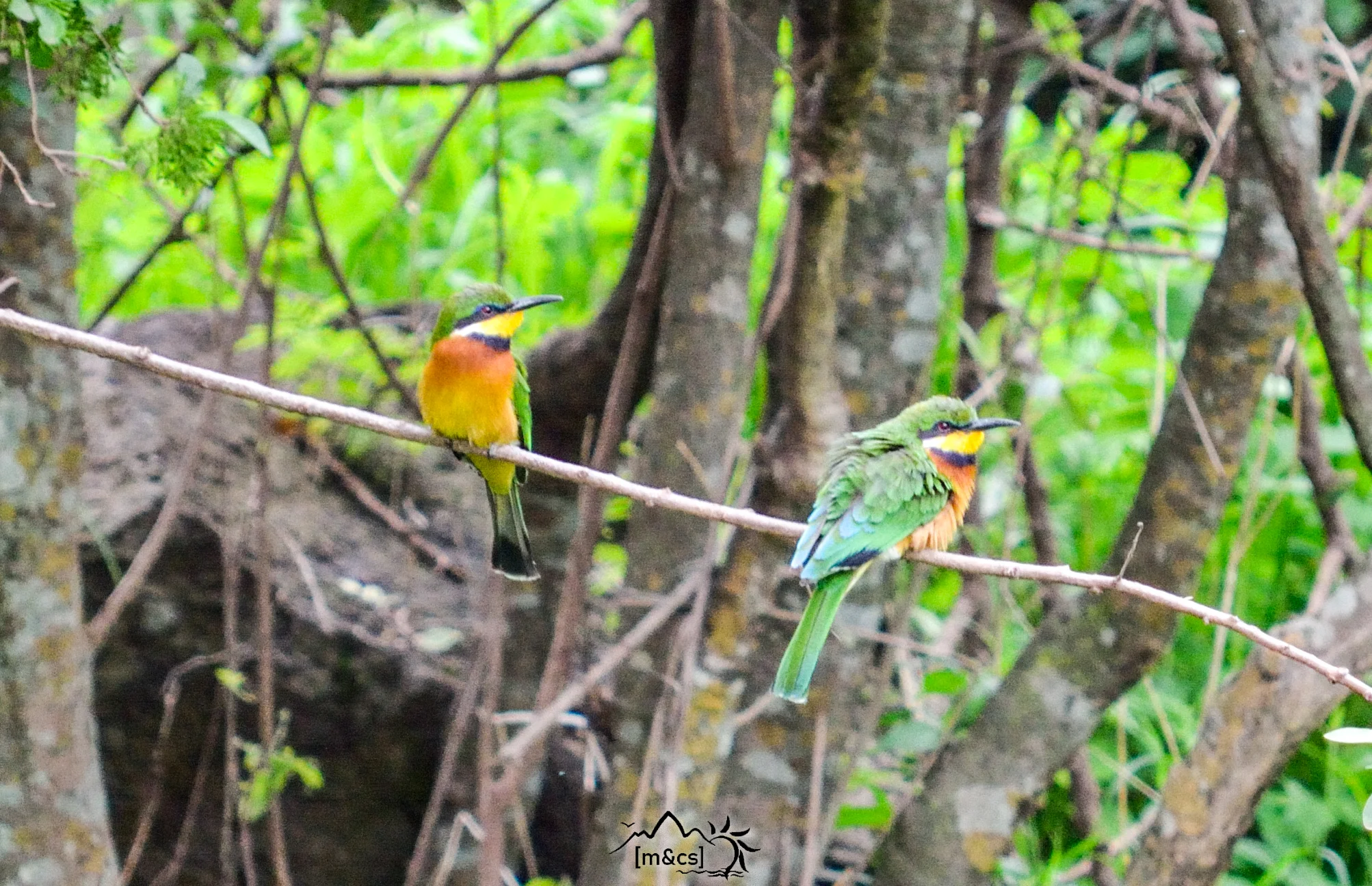 Little Bee-Eater. Serengeti National Park.
