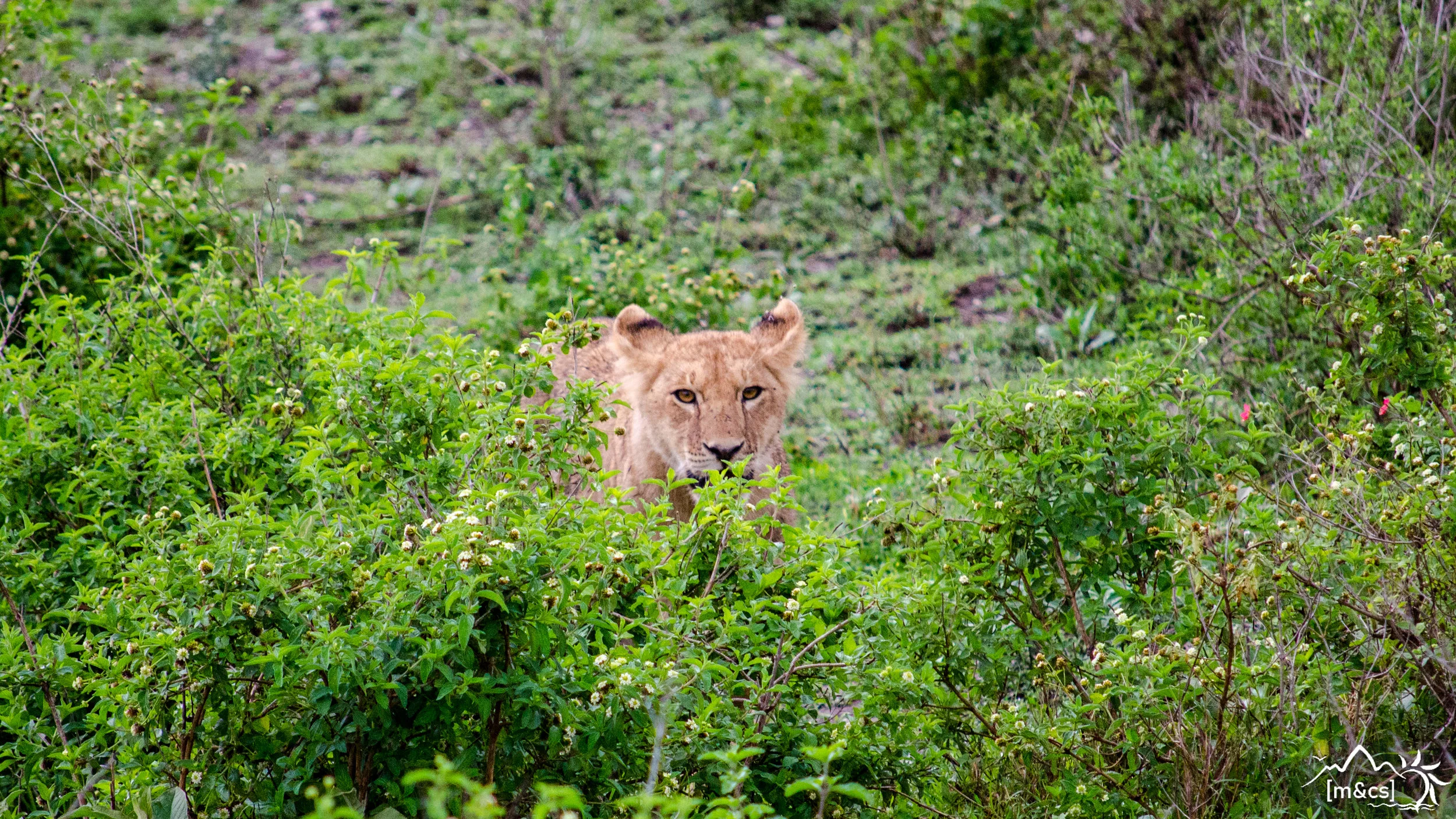 Klein's Camp. Serengeti National Park.