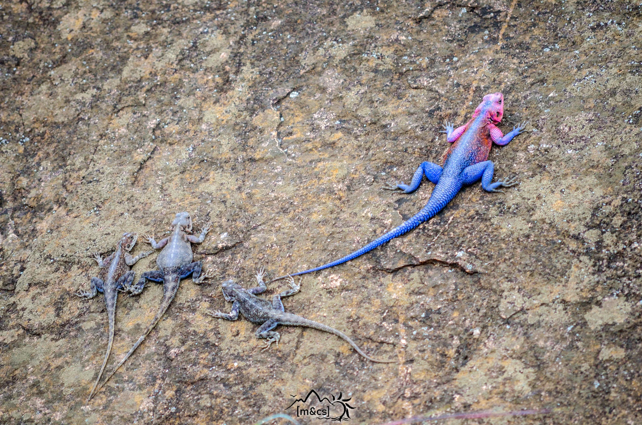  Red-headed Rock Agama. East Tanzania.