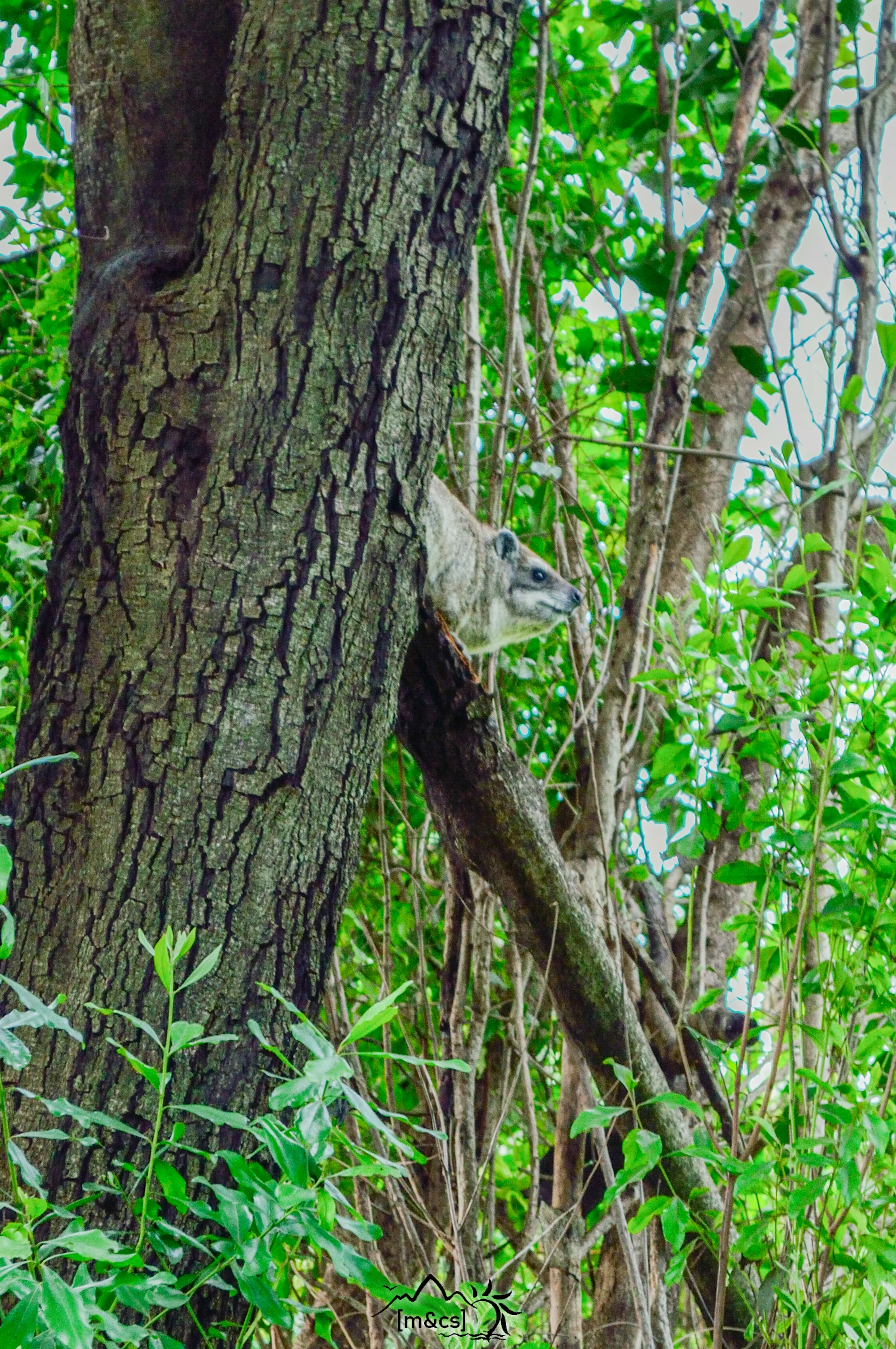 Tree Hyrax. Serengeti National Park.