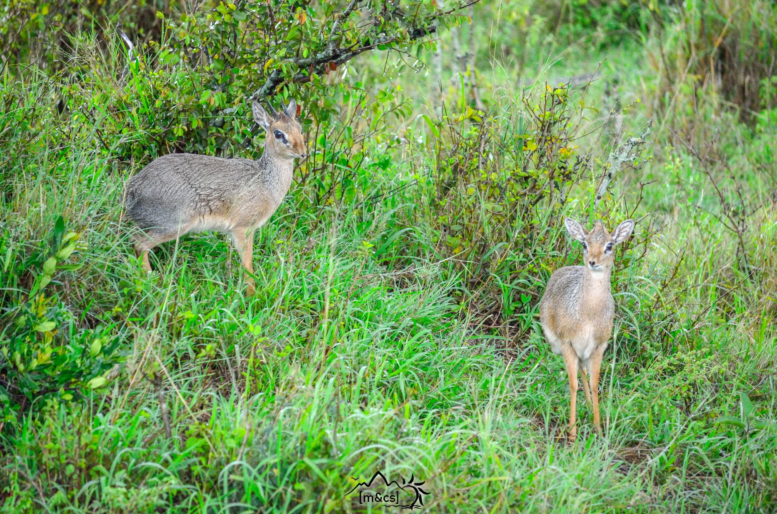 Dik Diks. Klein's Camp.