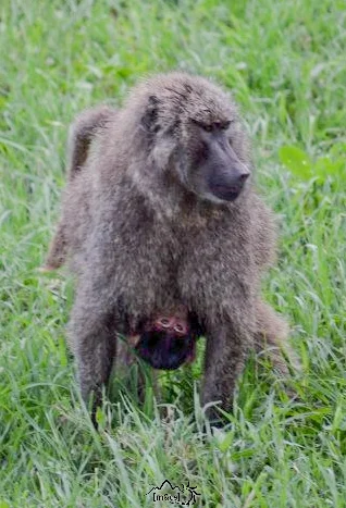 Baboons. Central Serengeti.