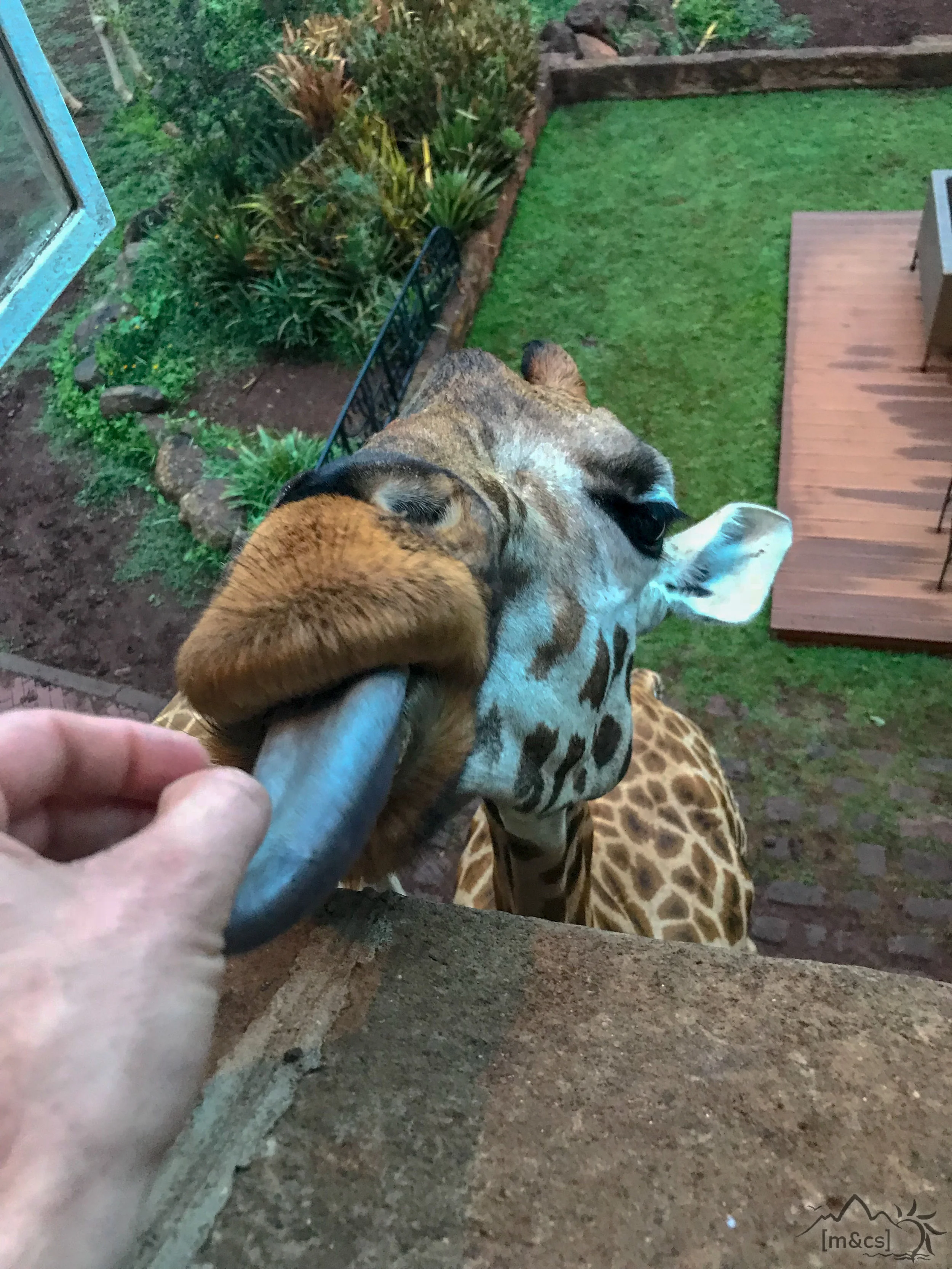 Giraffe Manor.