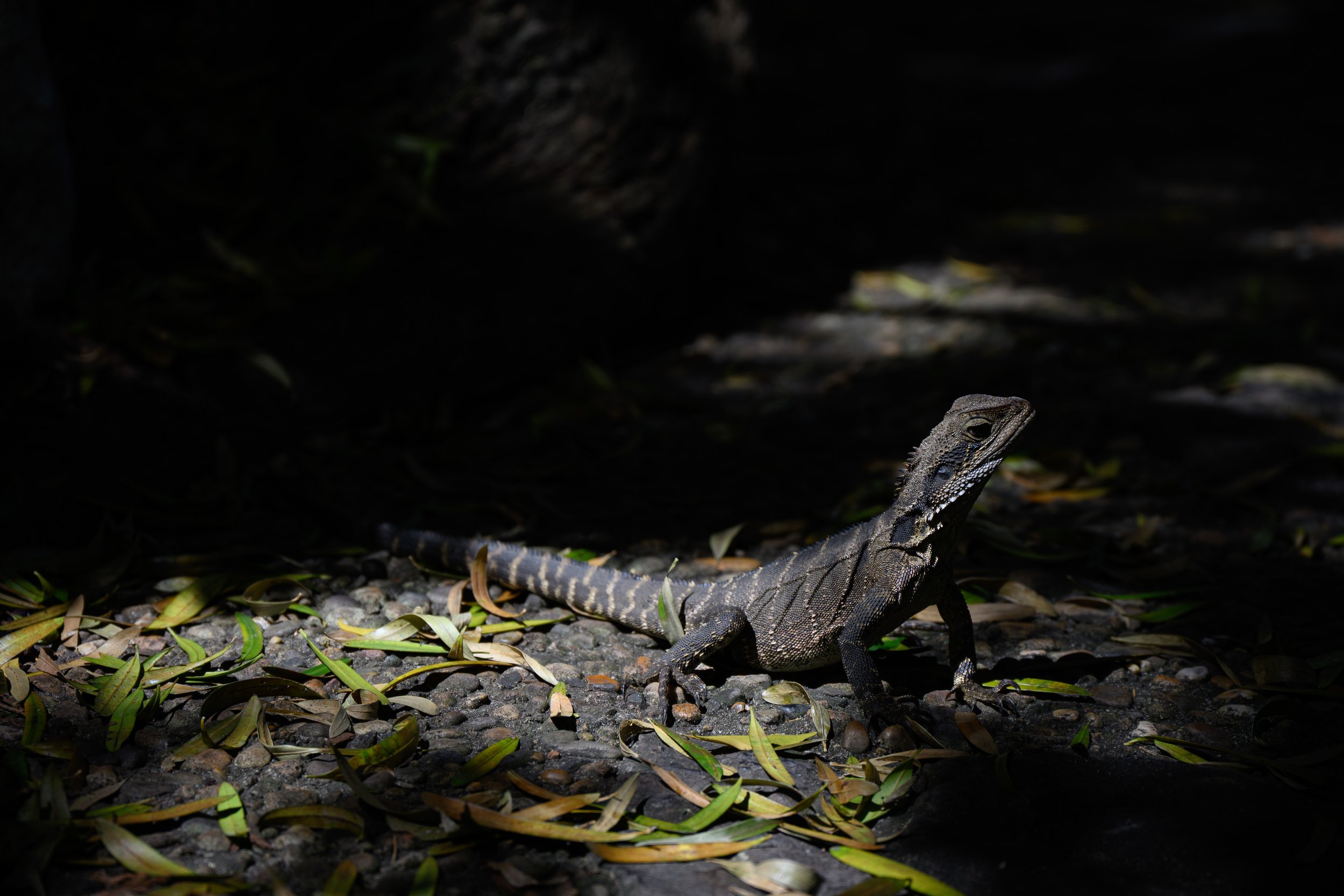 2025_Australia_BlogPhotos-71.jpg