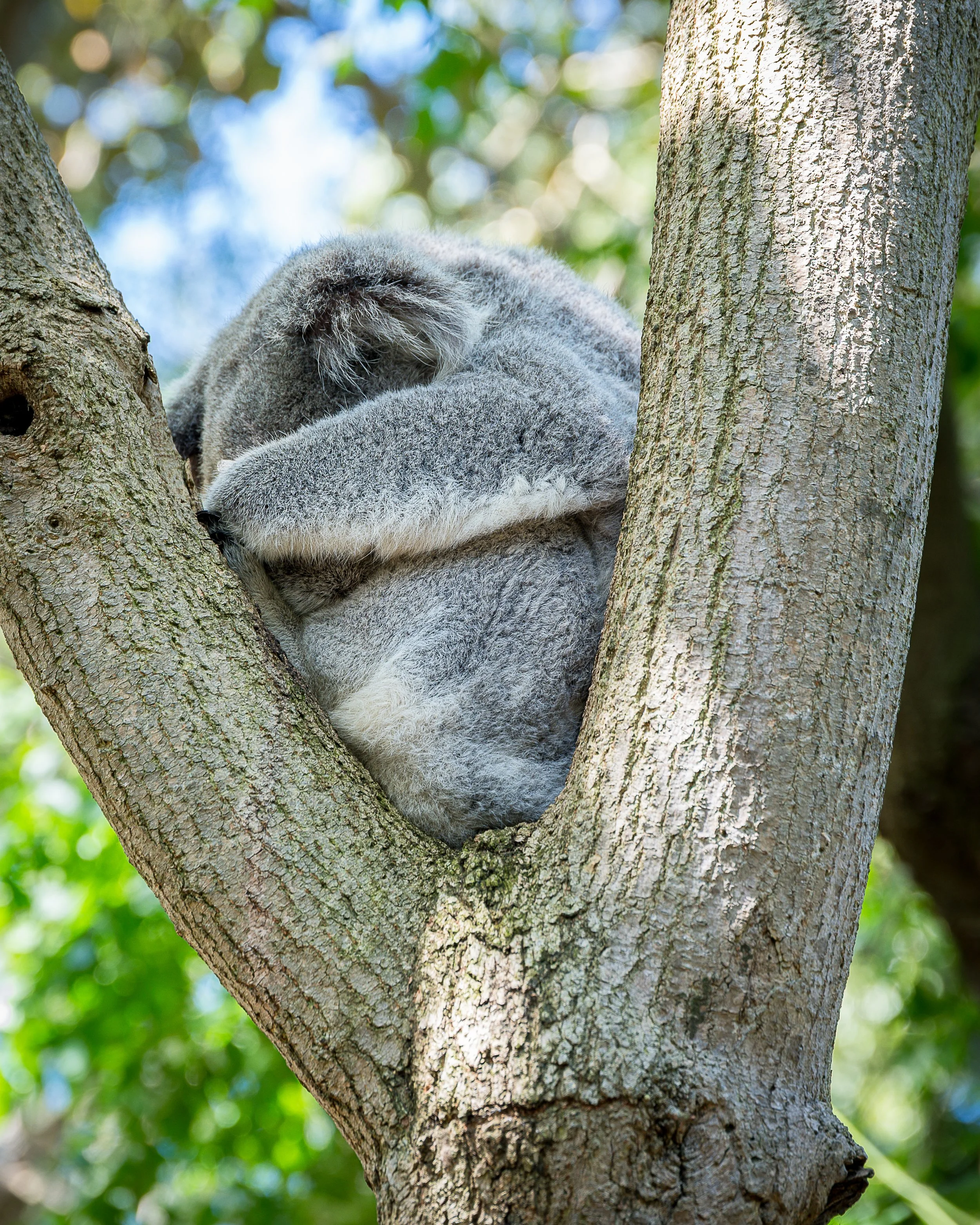 2025_Australia_Z6-0746-Edit-FINAL.jpg