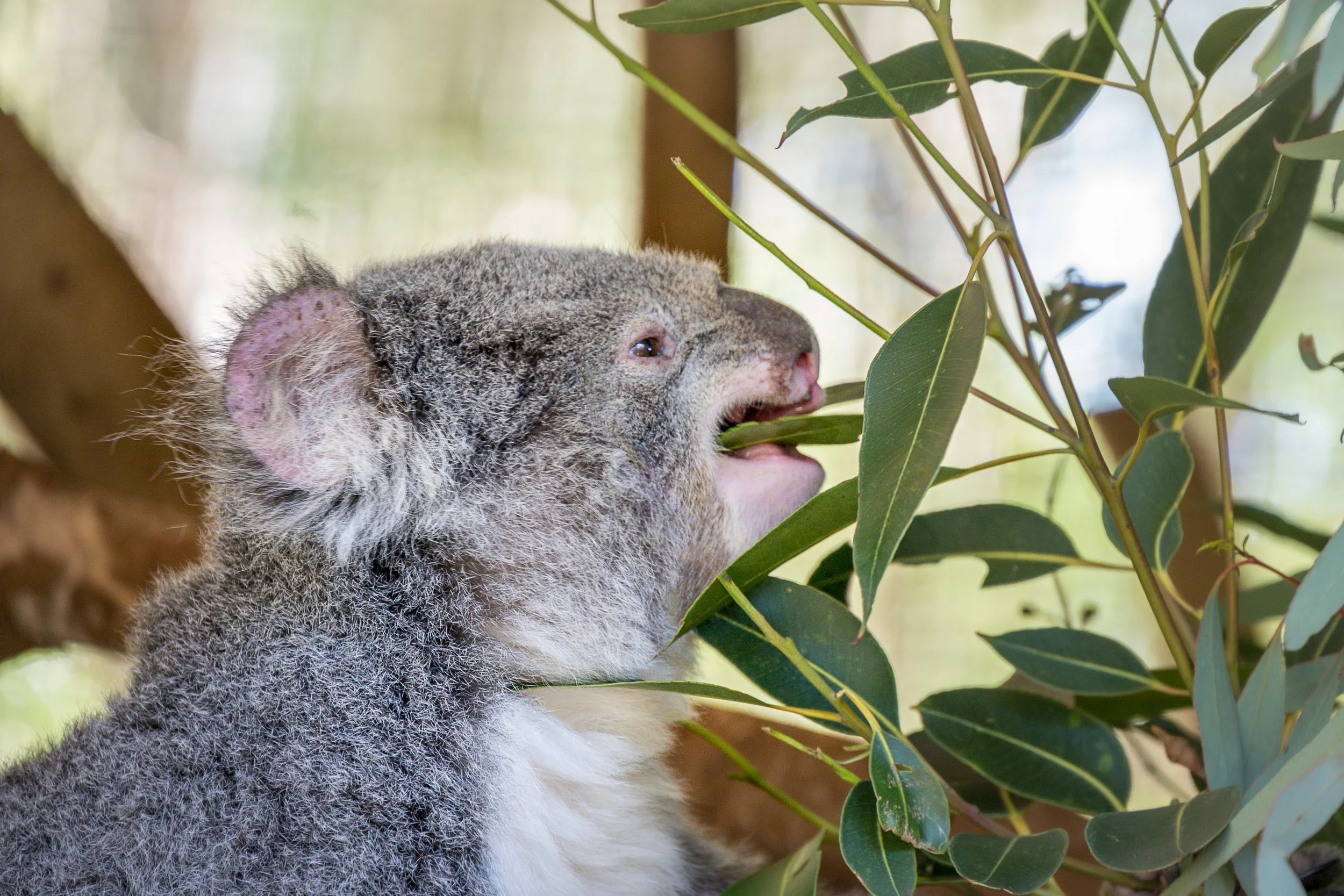 2025_Australia_Z6-0809-Edit-FINAL.jpg