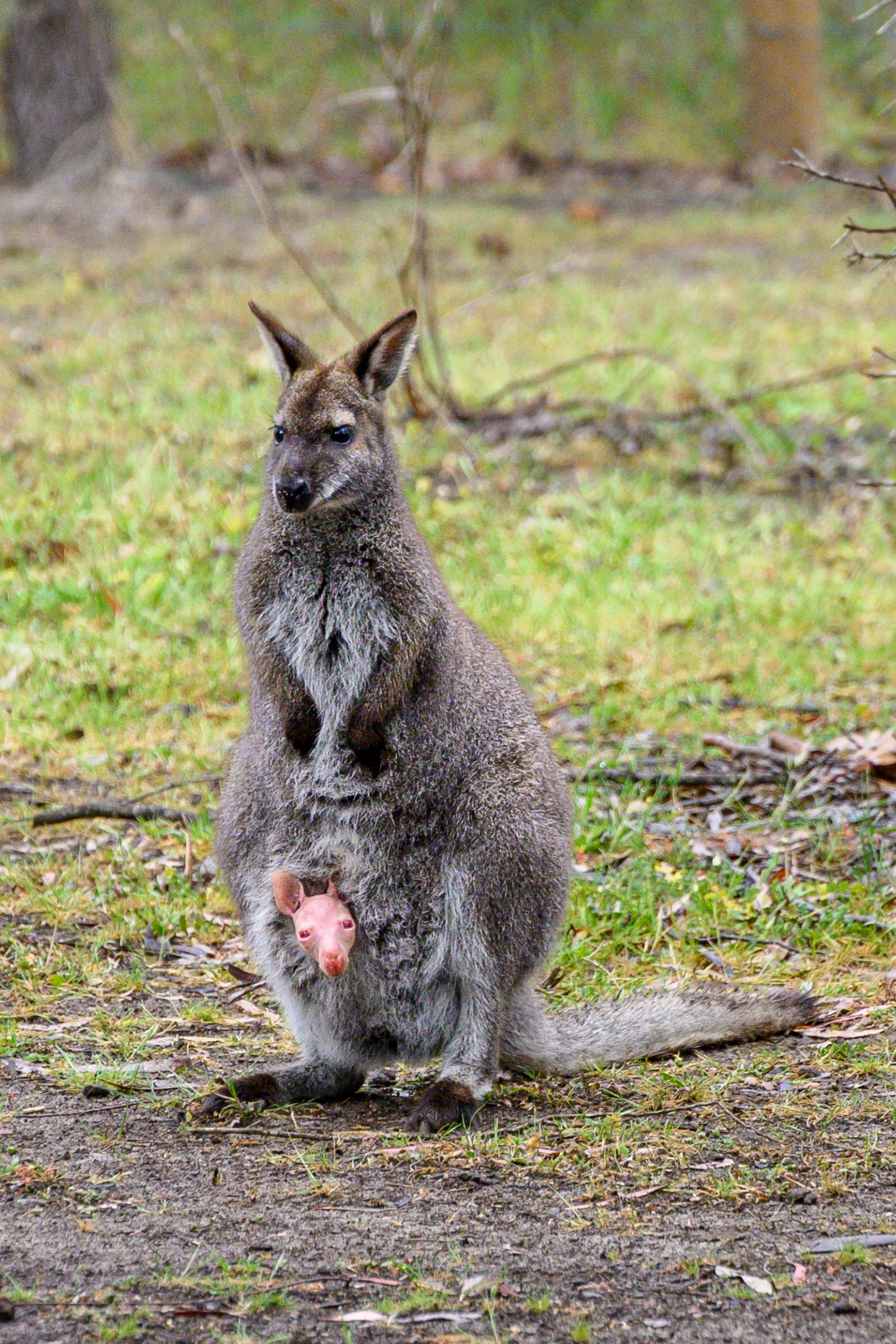 2025_Australia_Z6-1766-Edit-FINAL.jpg