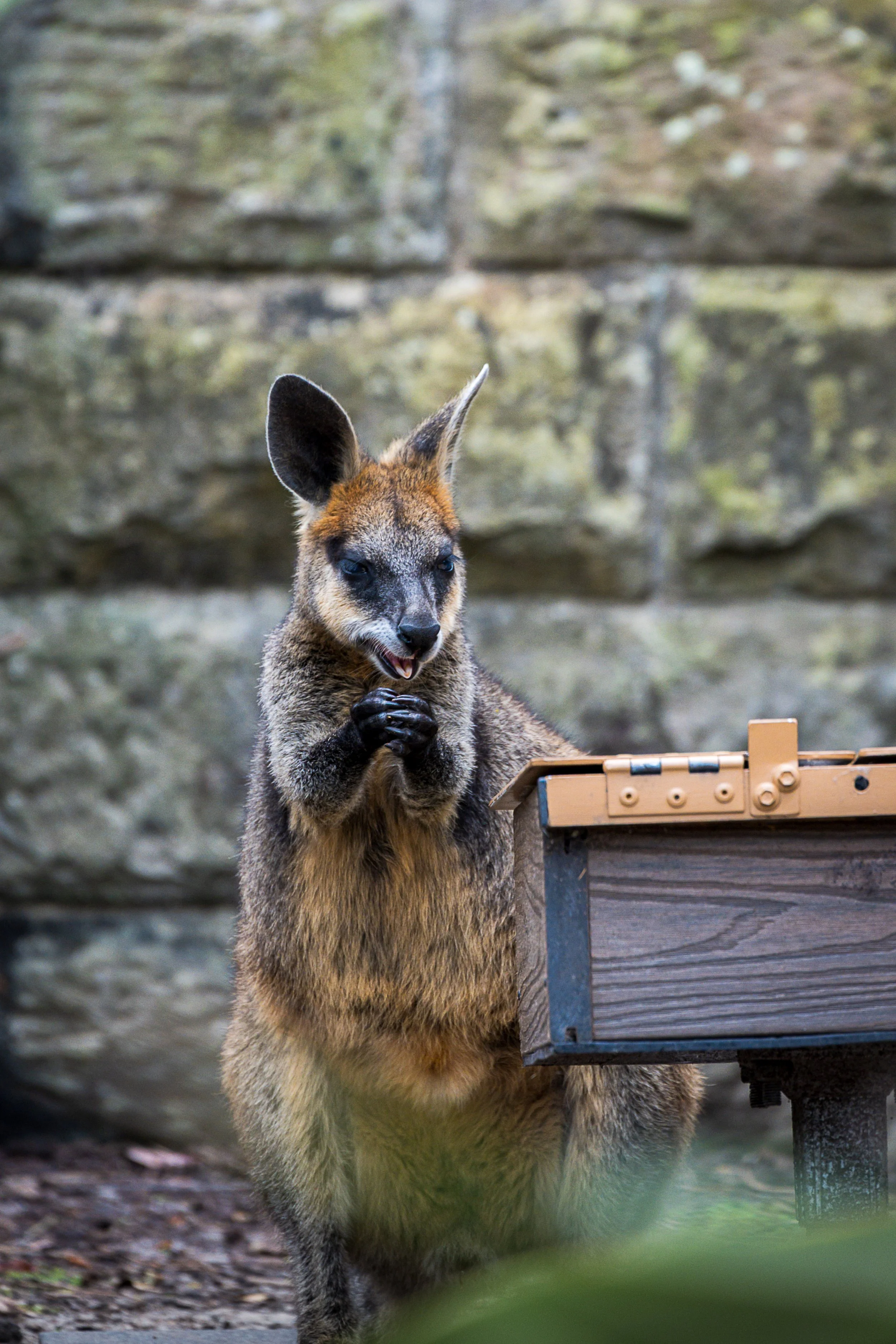 2025_Australia_Z6-0174-Edit-FINAL.jpg