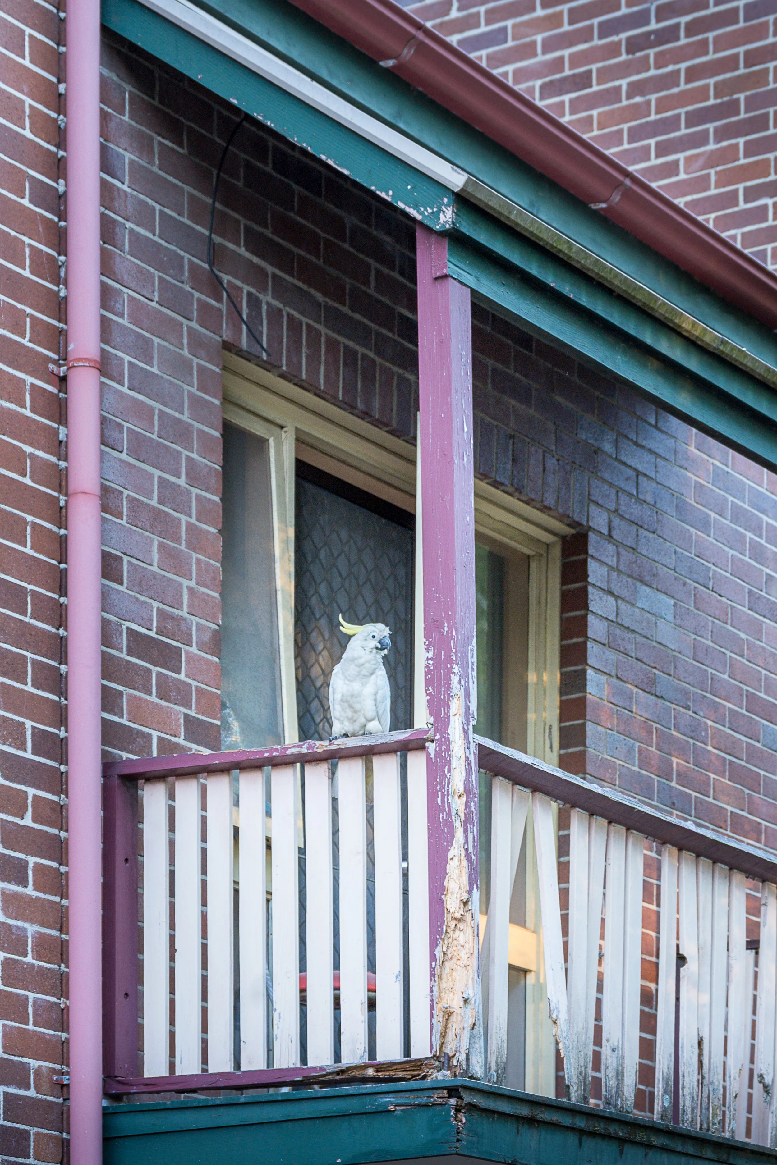 2025_Australia_Z6-0479-Edit-FINAL.jpg