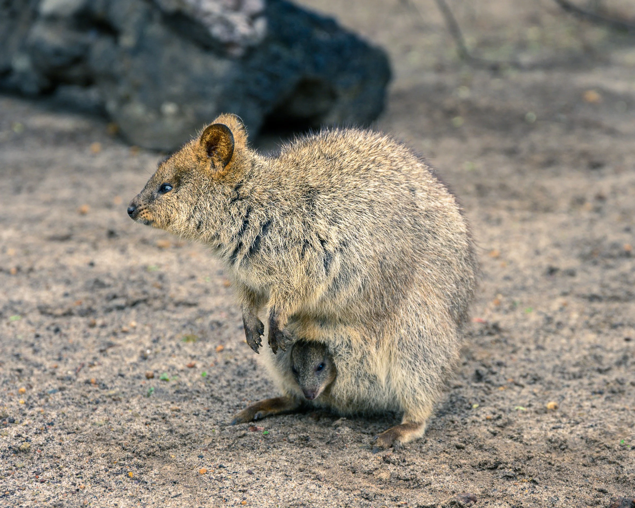 2025_Australia_Z6-1794-Edit-FINAL.jpg