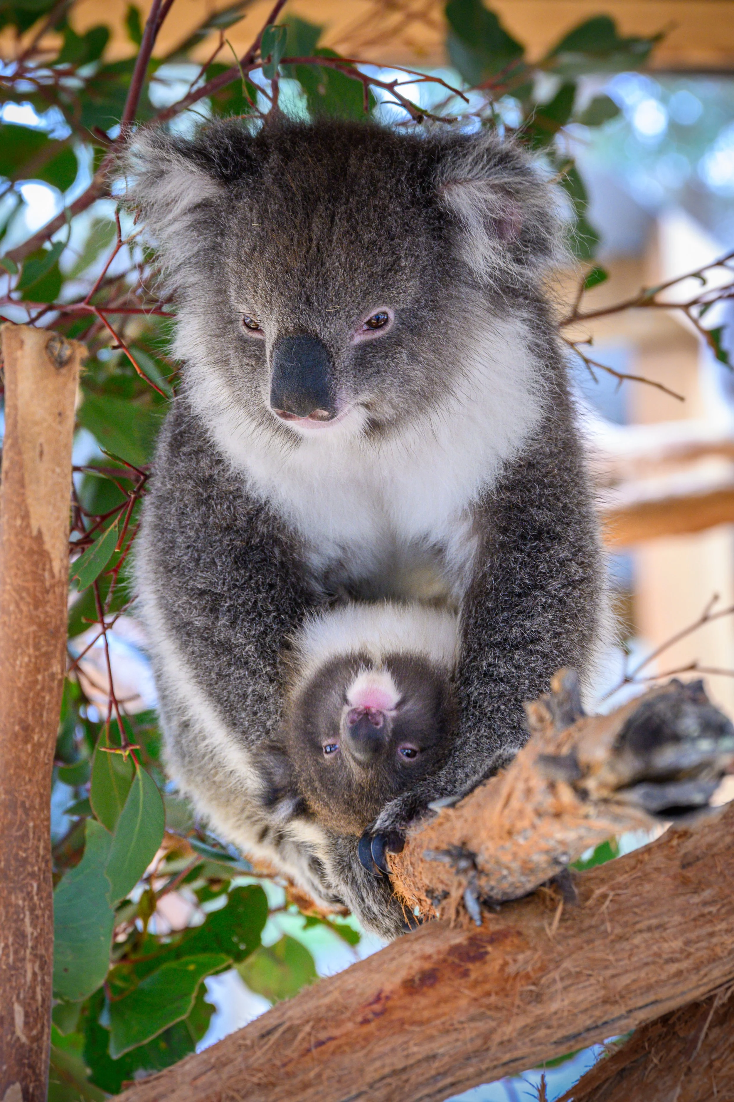 2025_Australia_Z6-1840-Edit-FINAL.jpg