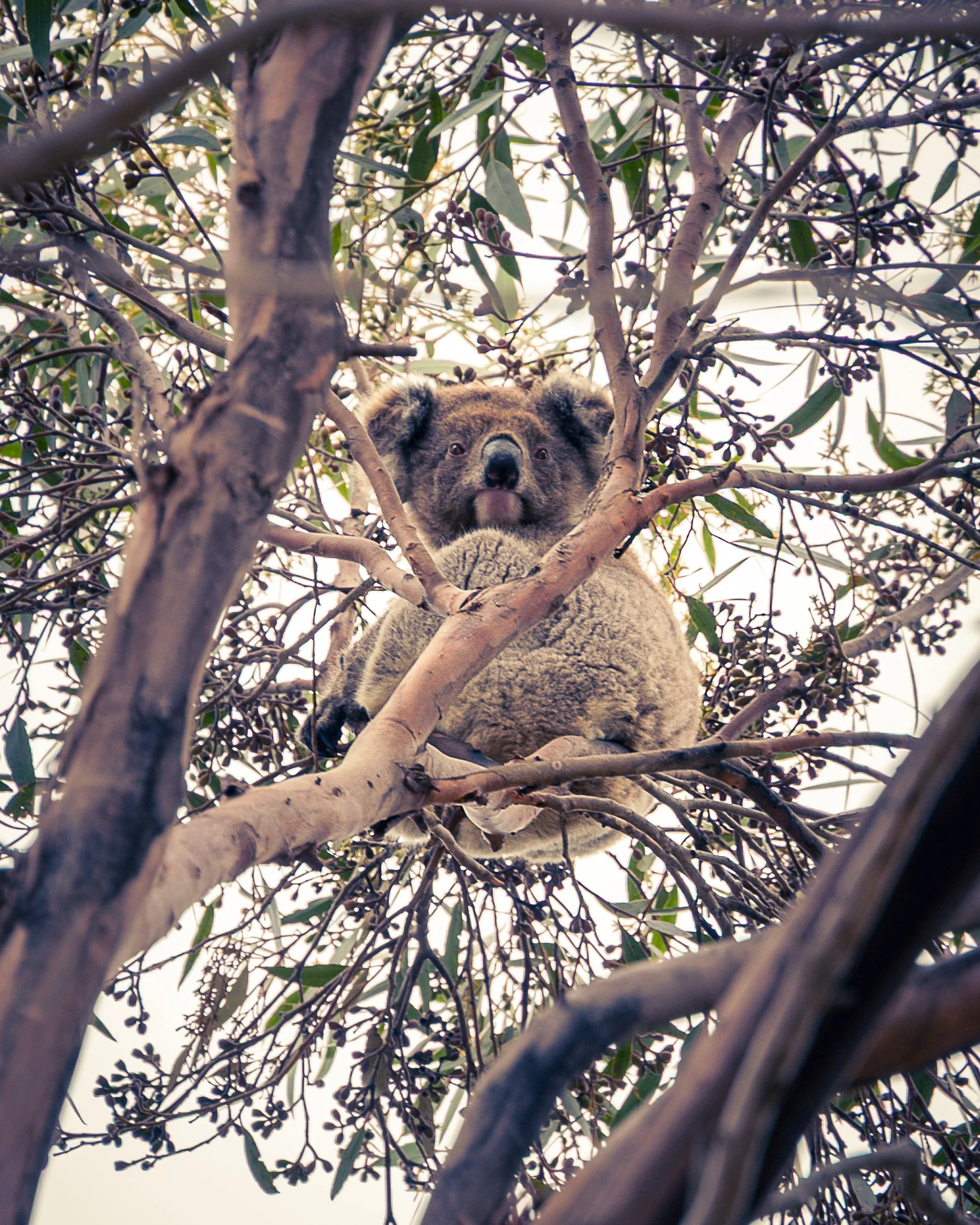 2025_Australia_Z6-2222-Edit-FINAL.jpg