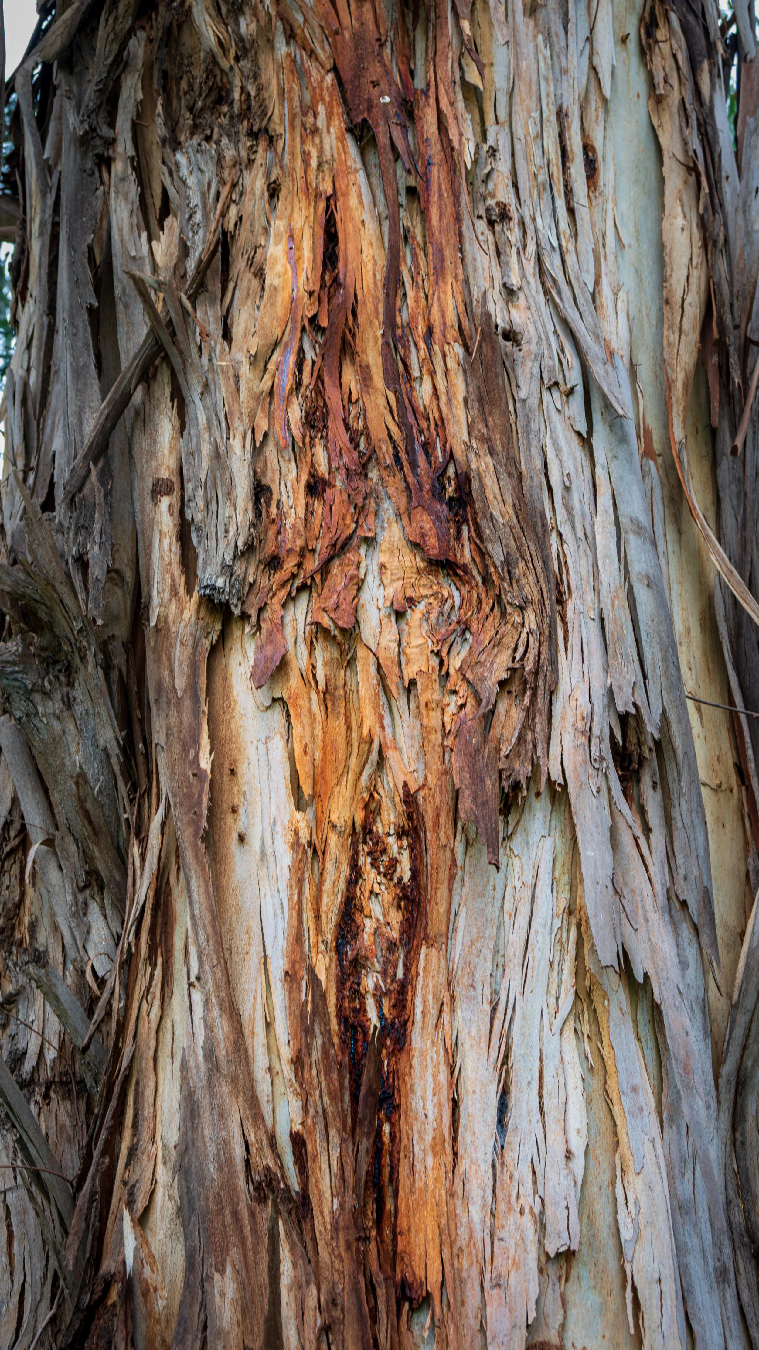 2025_Australia_Z6-2538-FINAL.jpg