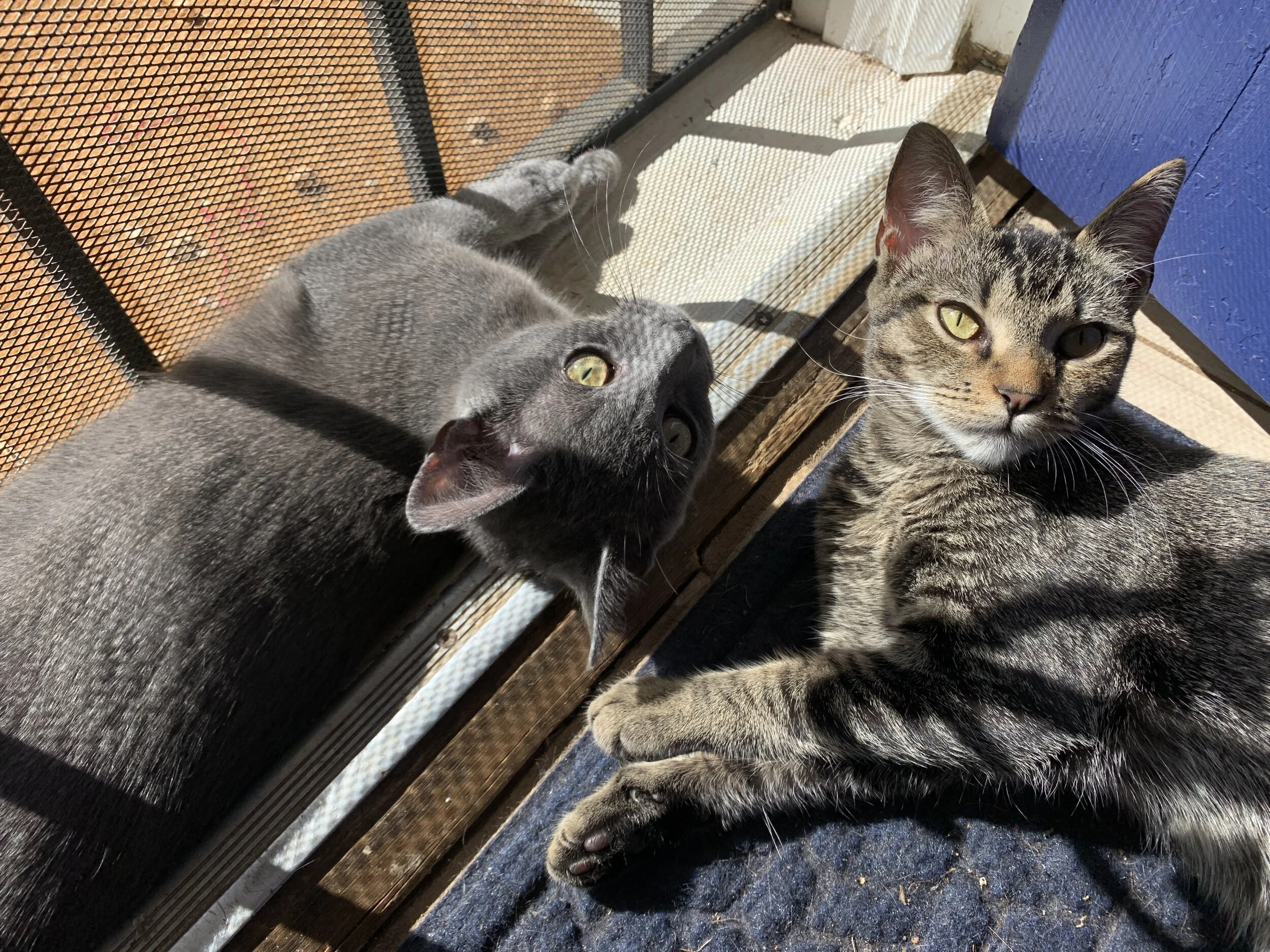 Lucy and Ricky