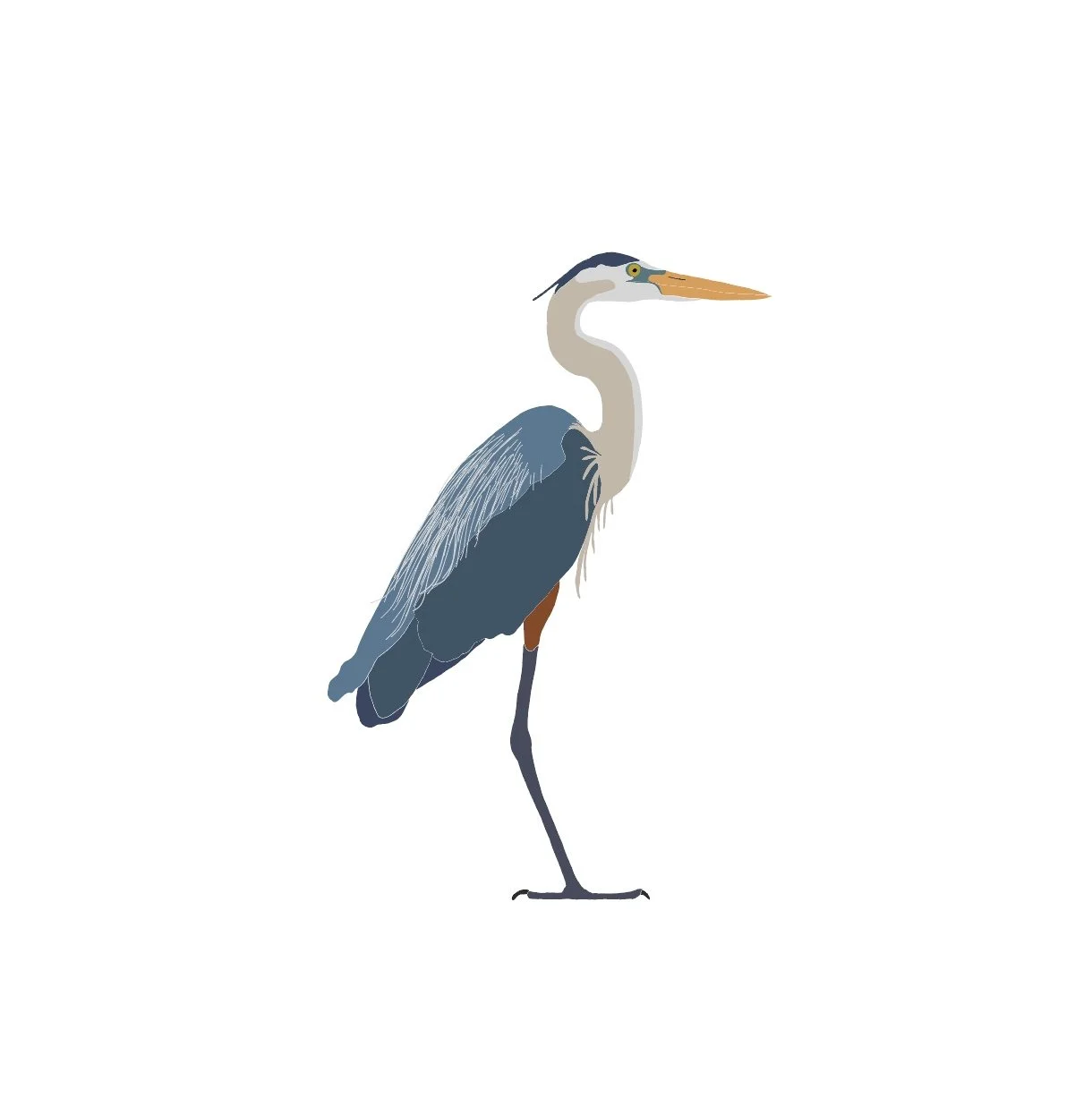 Great Blue Heron