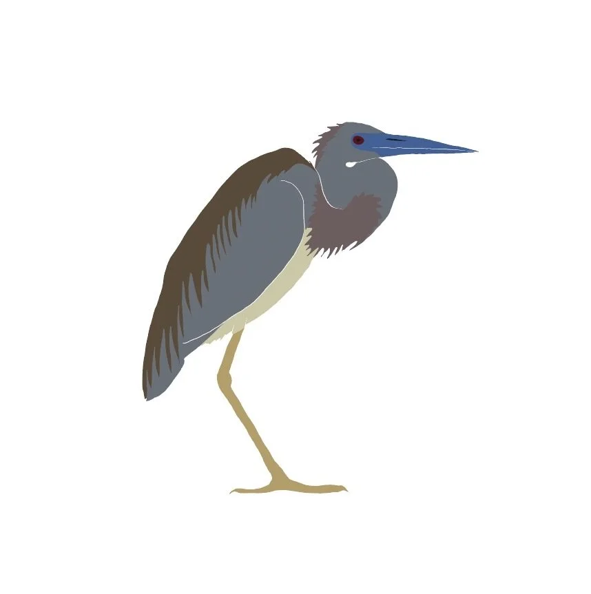 Tricolor Heron