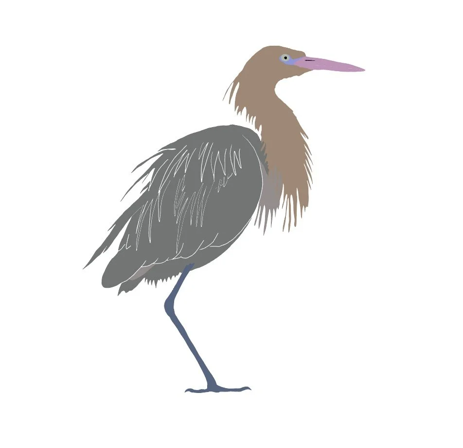 Reddish Egret