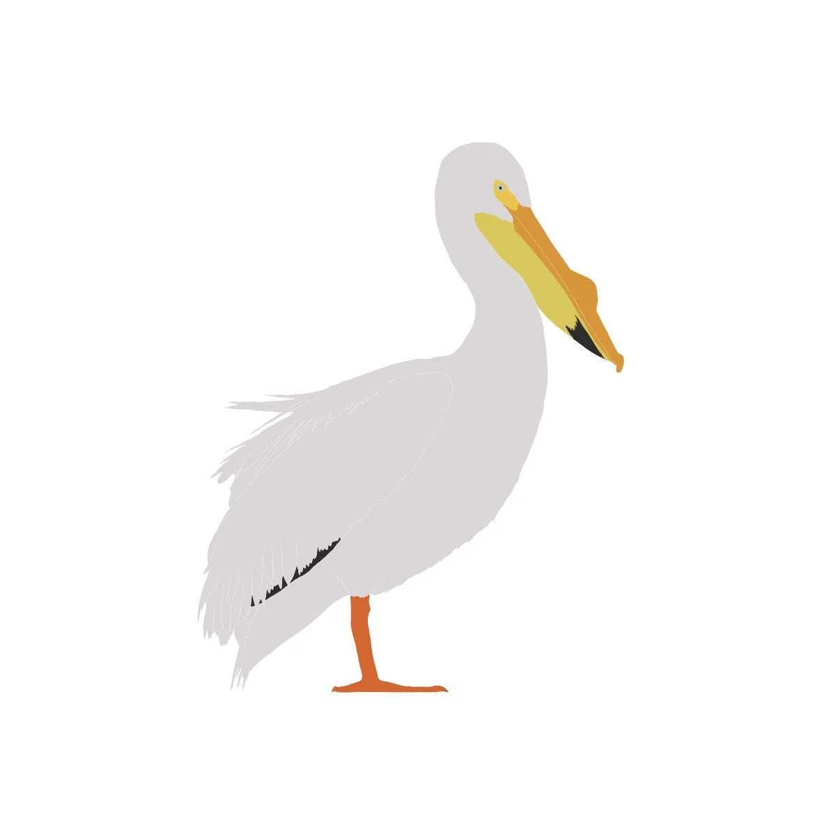 American White Pelican