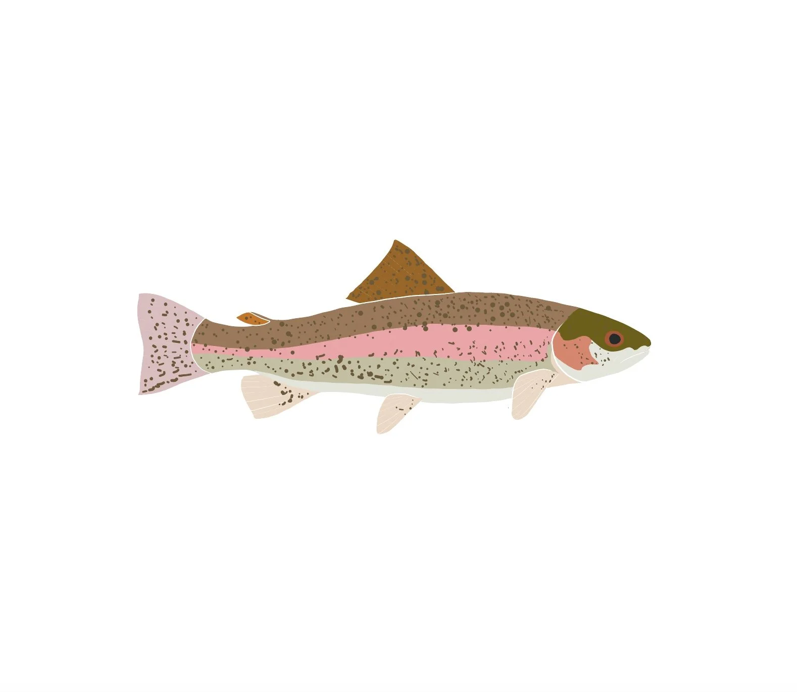 Rainbow Trout