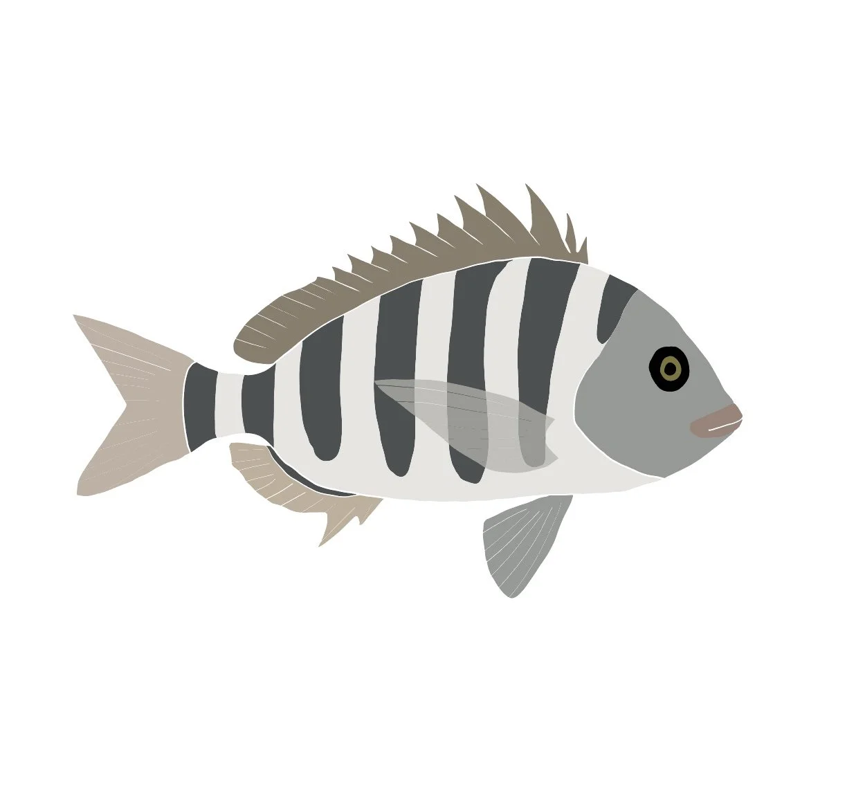 Sheepshead