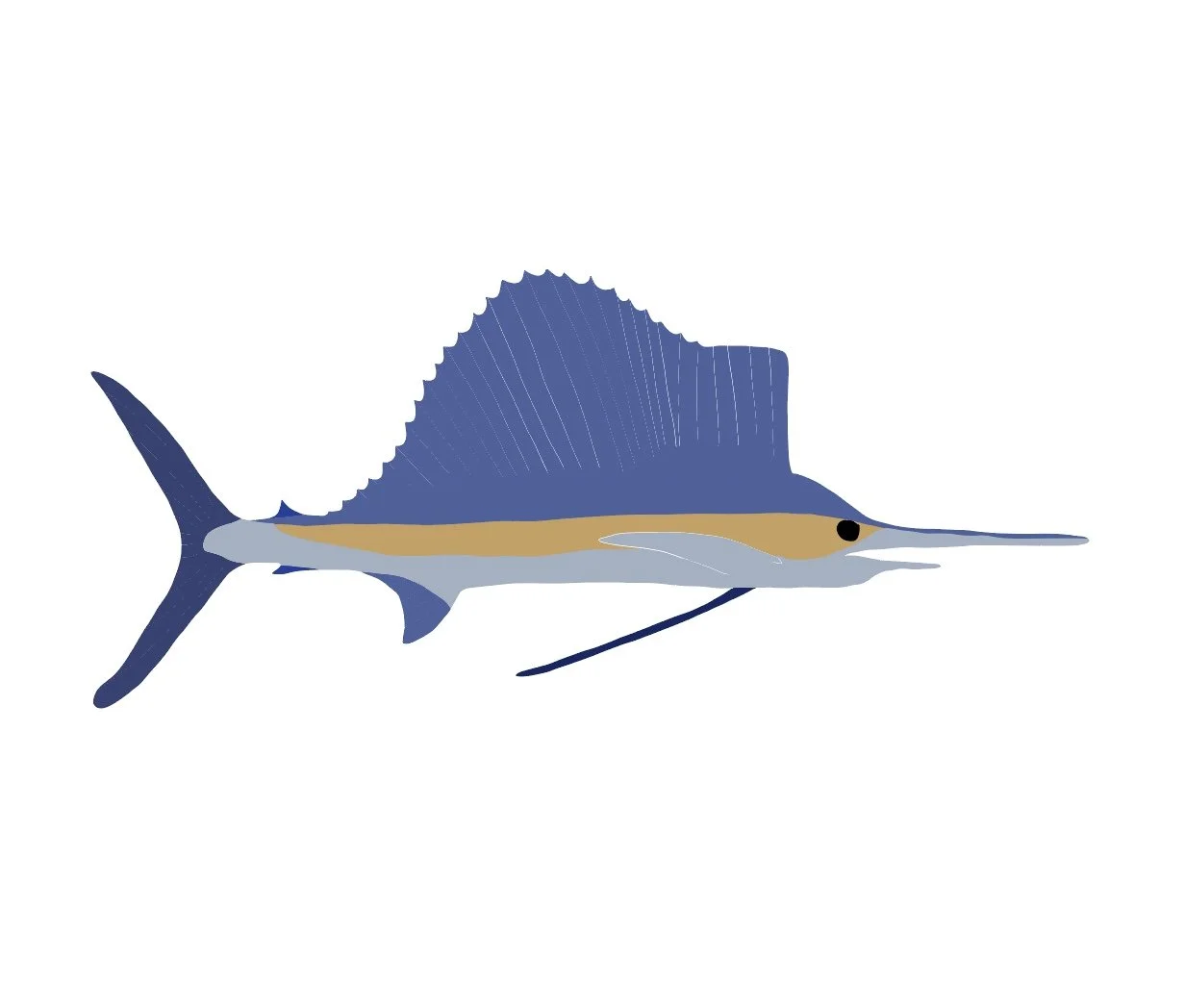 Sailfish