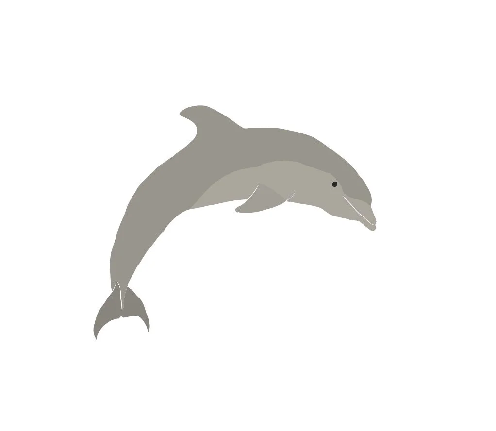 Porpoise