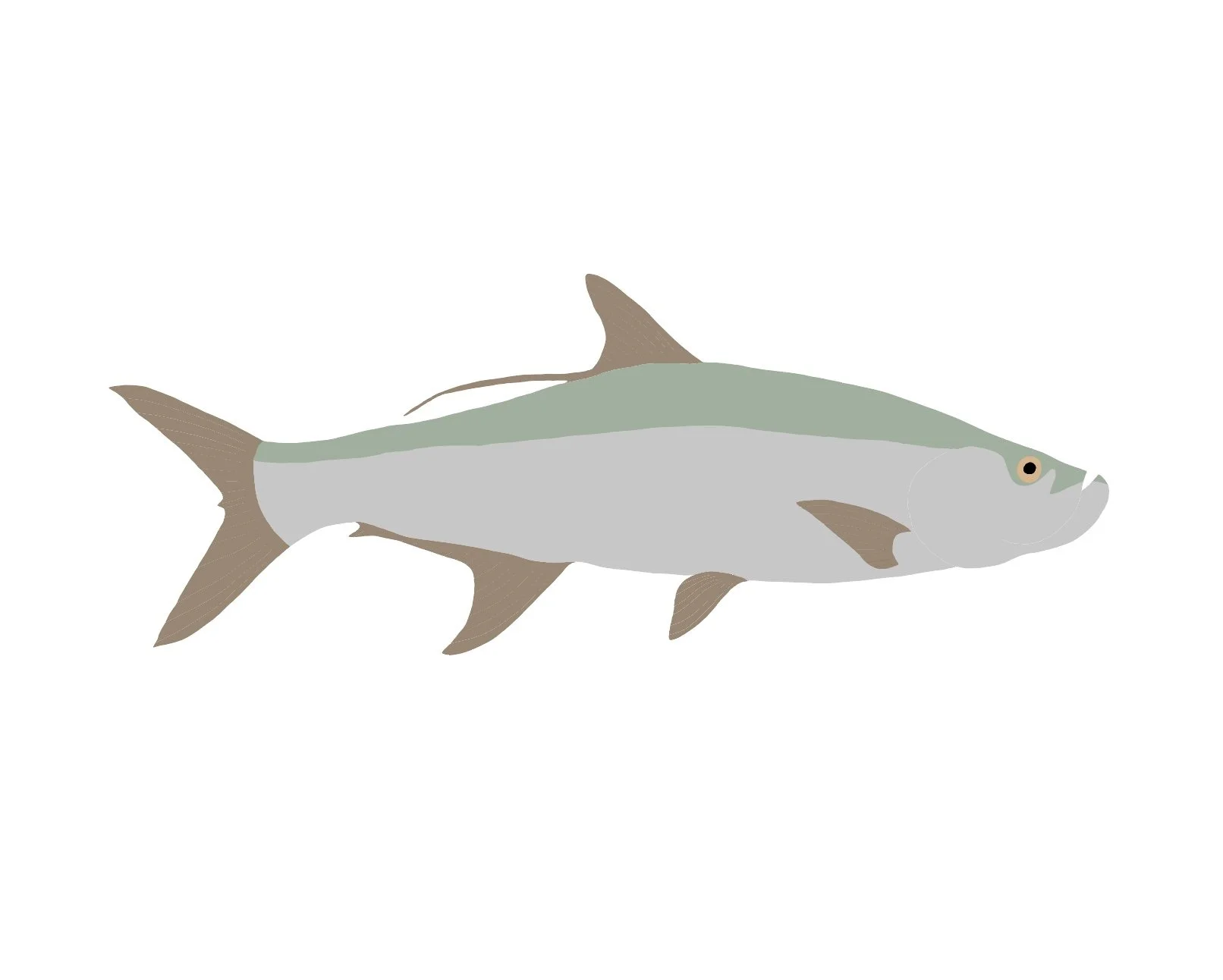 Tarpon
