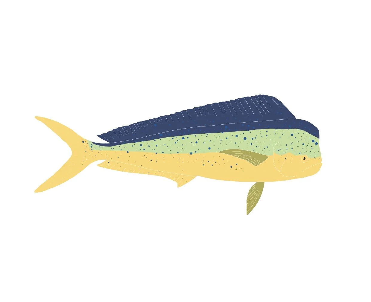 Mahi Mahi