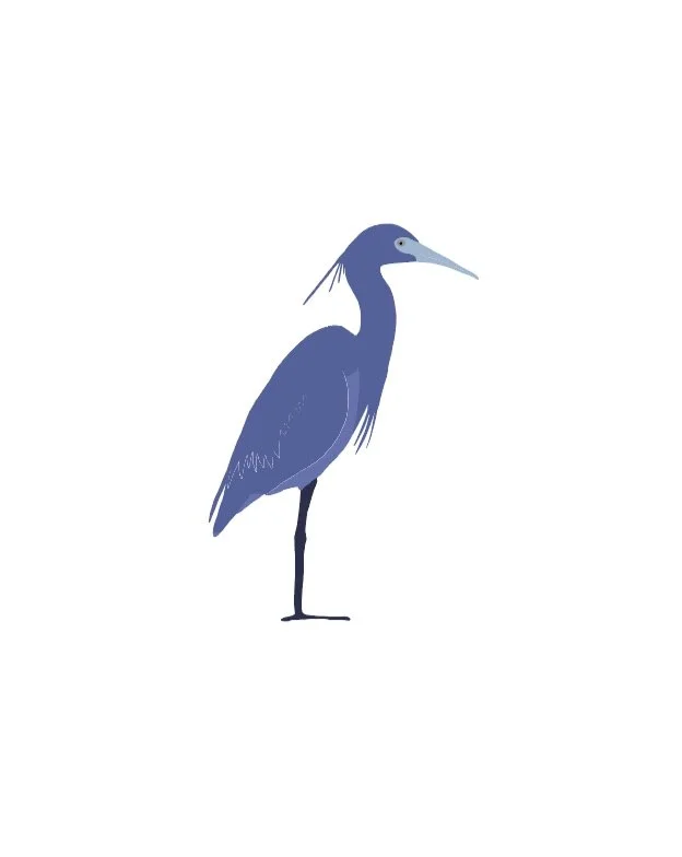 Little Blue Heron