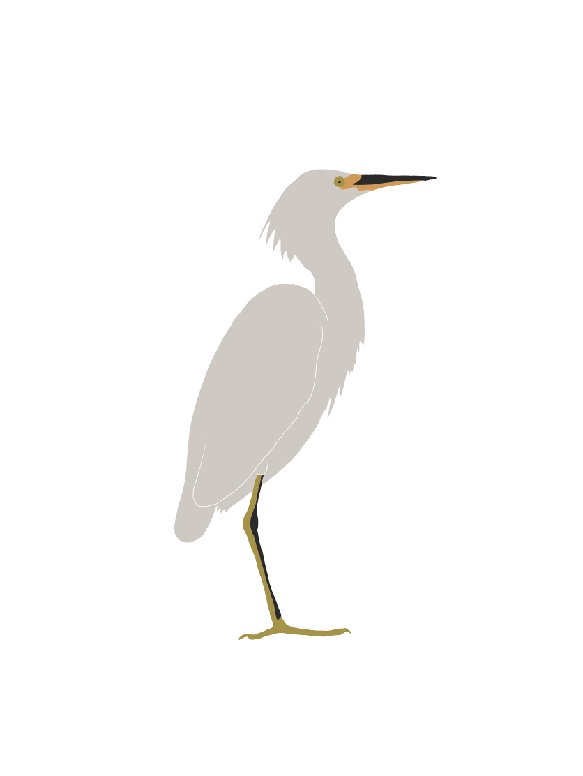 Snowy Egret
