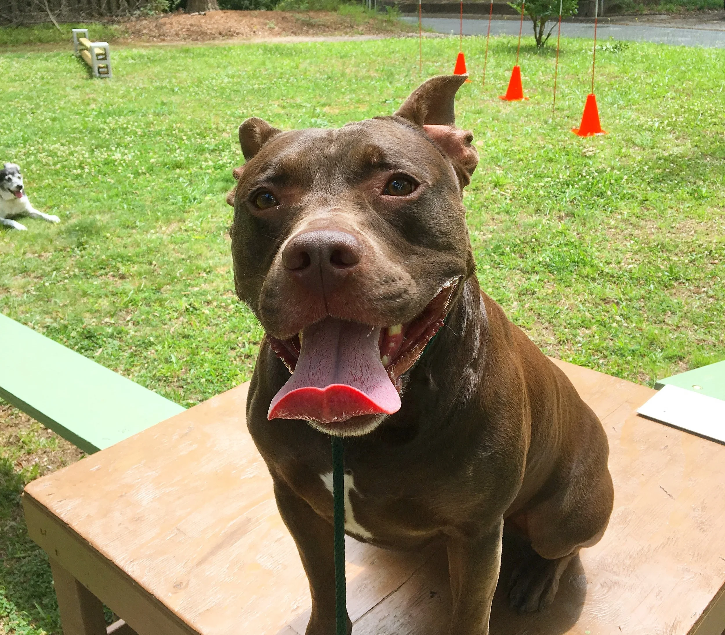 knucklehead dog training