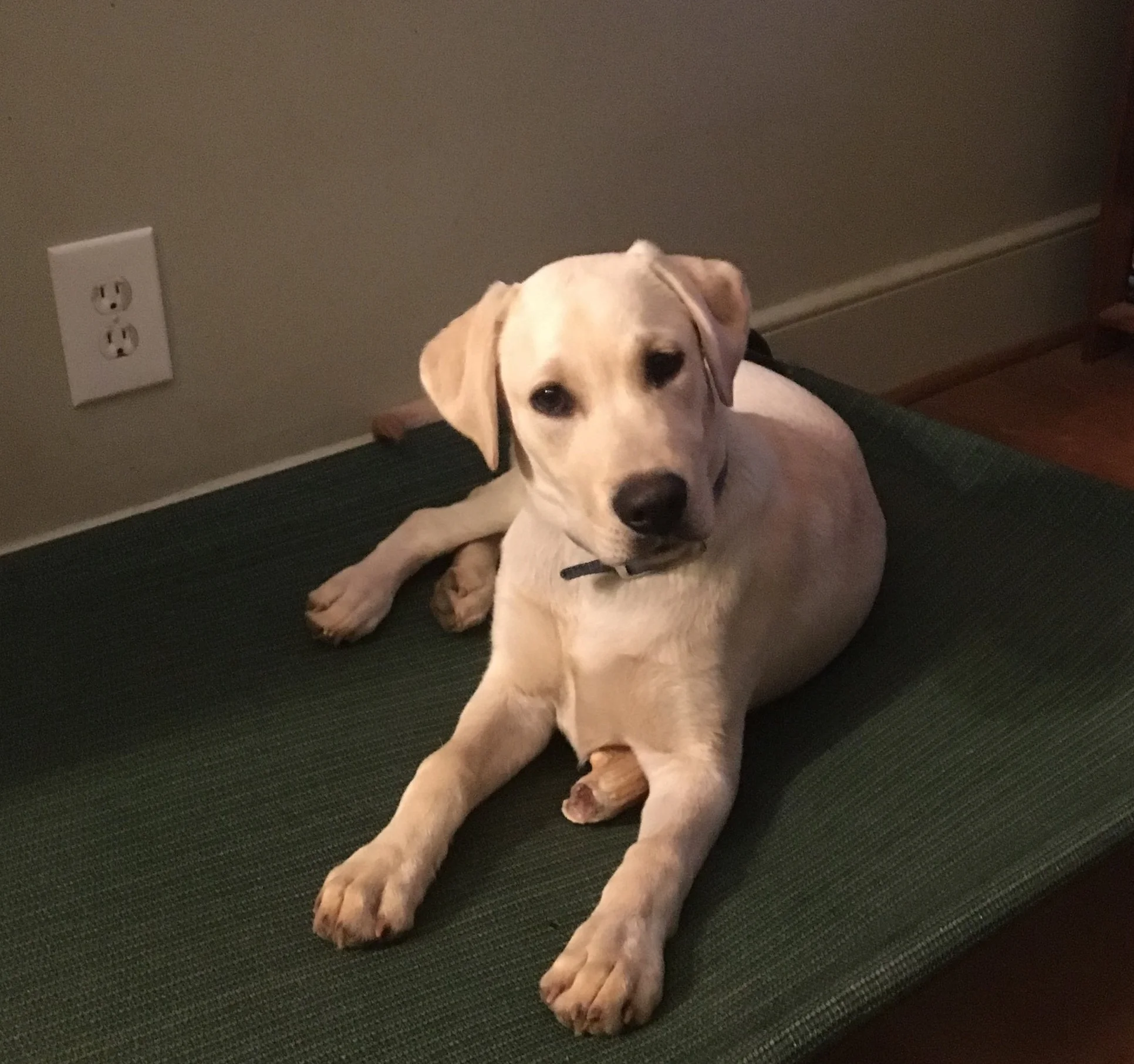 knucklehead dog training