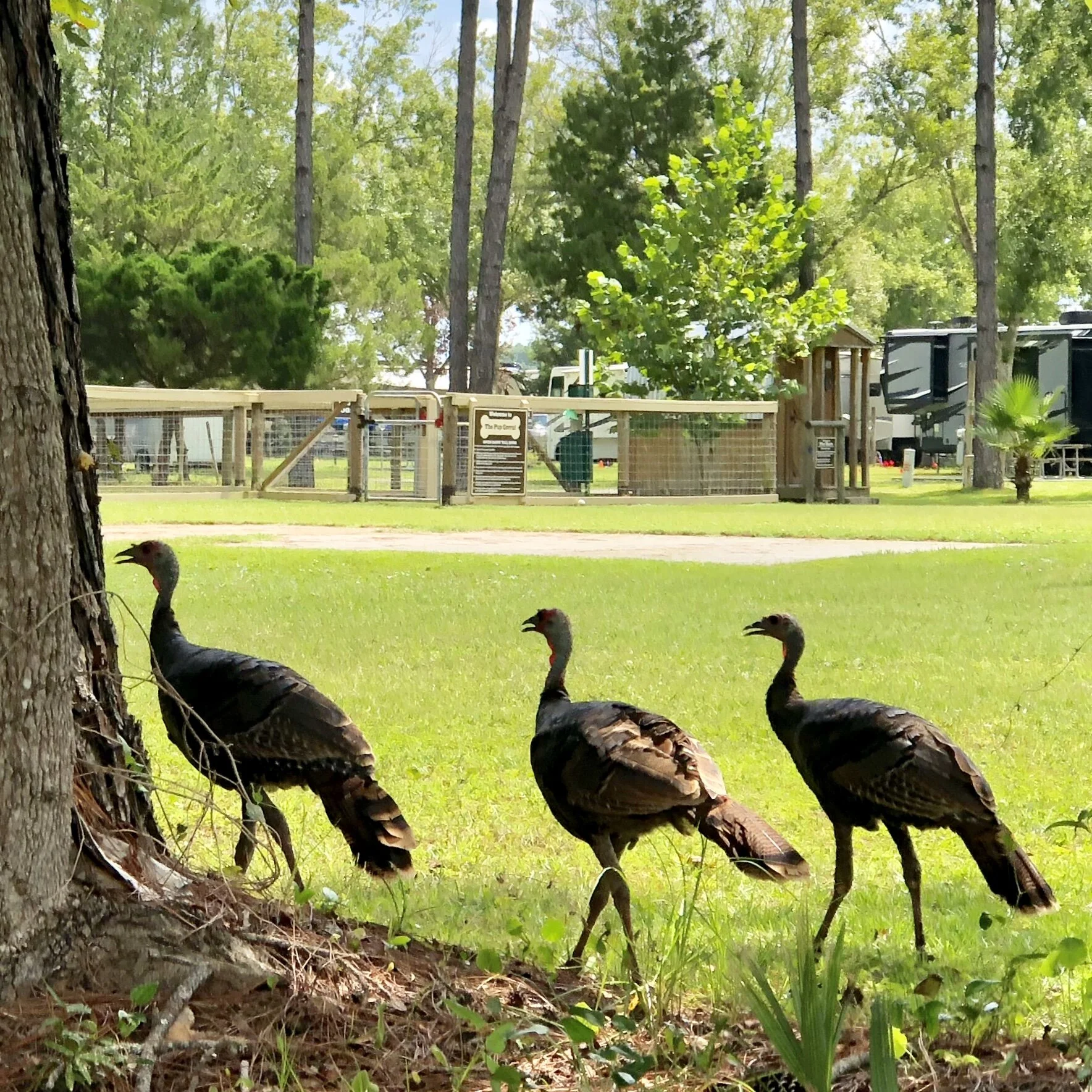 Three wild turkeys standing on the grass near a tree in a park with RVs and trees in the background.