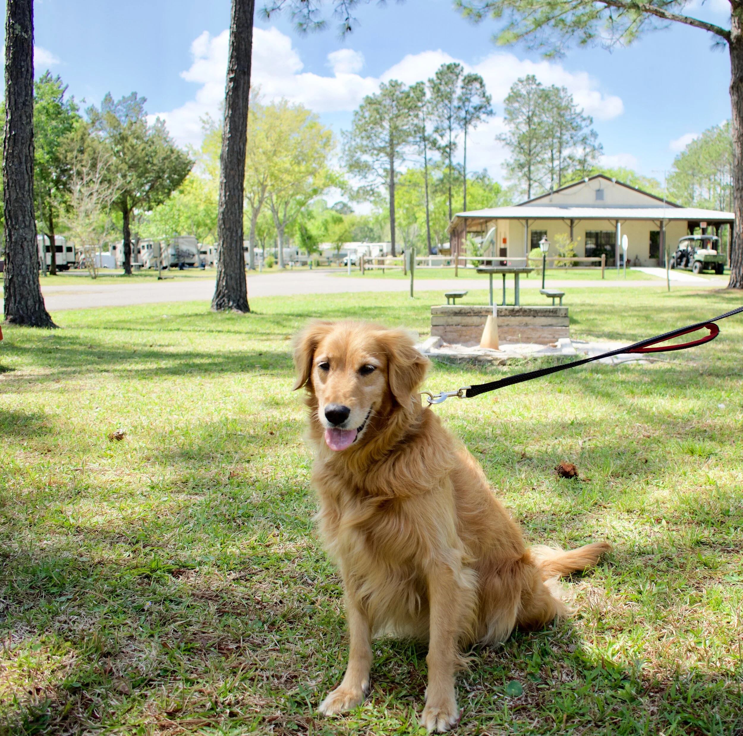 Golden retriever sitting on grass in a park with trees, a picnic table, and a building in the background on a sunny day.