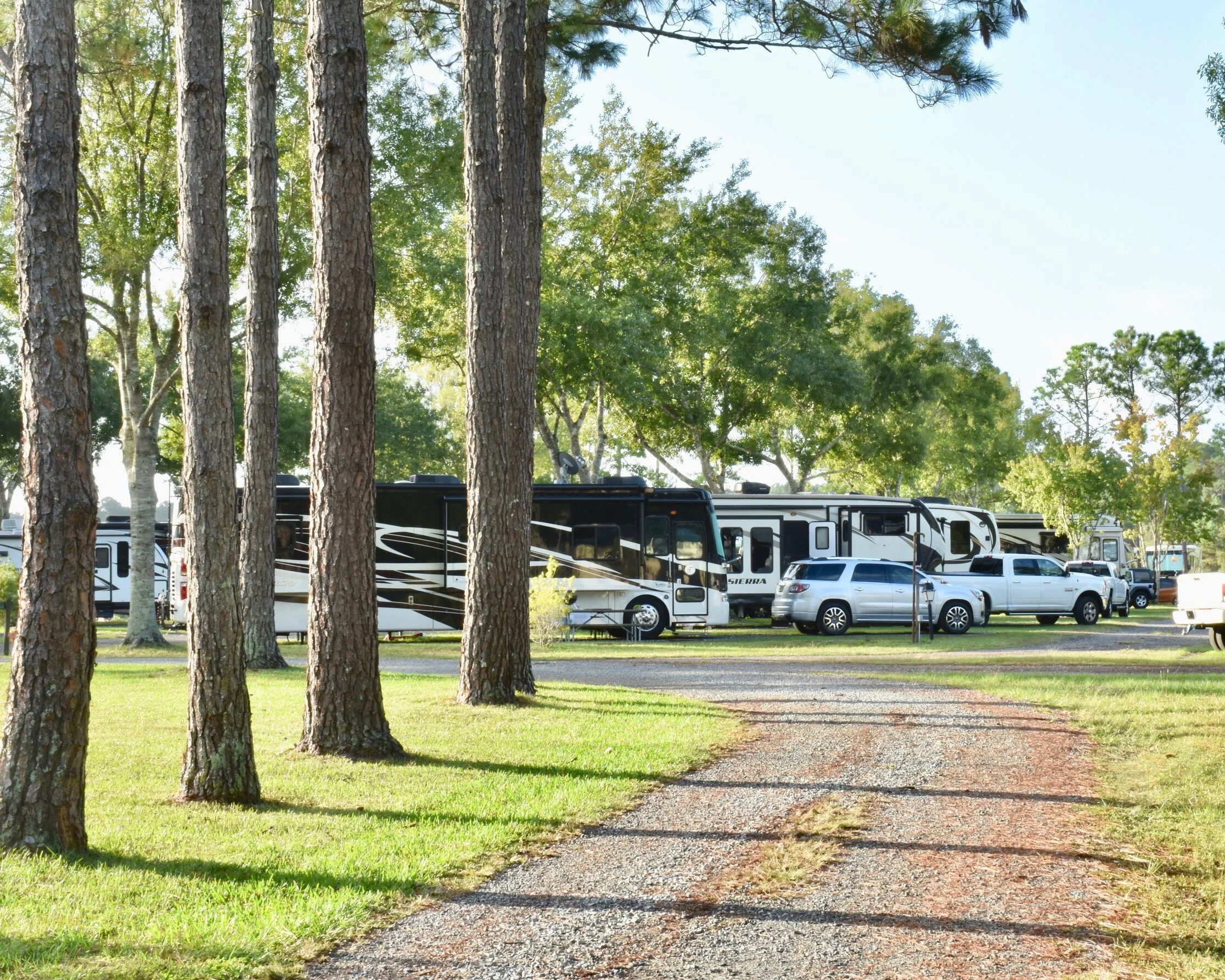A campground with multiple RVs parked among trees on a grassy area, with a gravel path leading to the RVs.