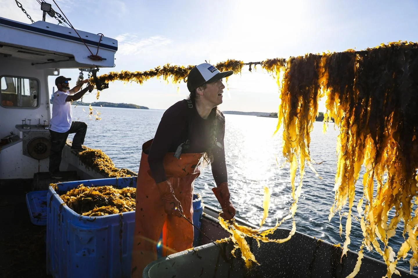 From Maine’s warming waters, kelp emerges as a potentially lucrative cash crop