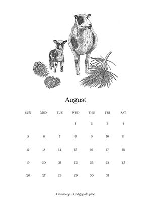 Sheep_Calendar_aug.png