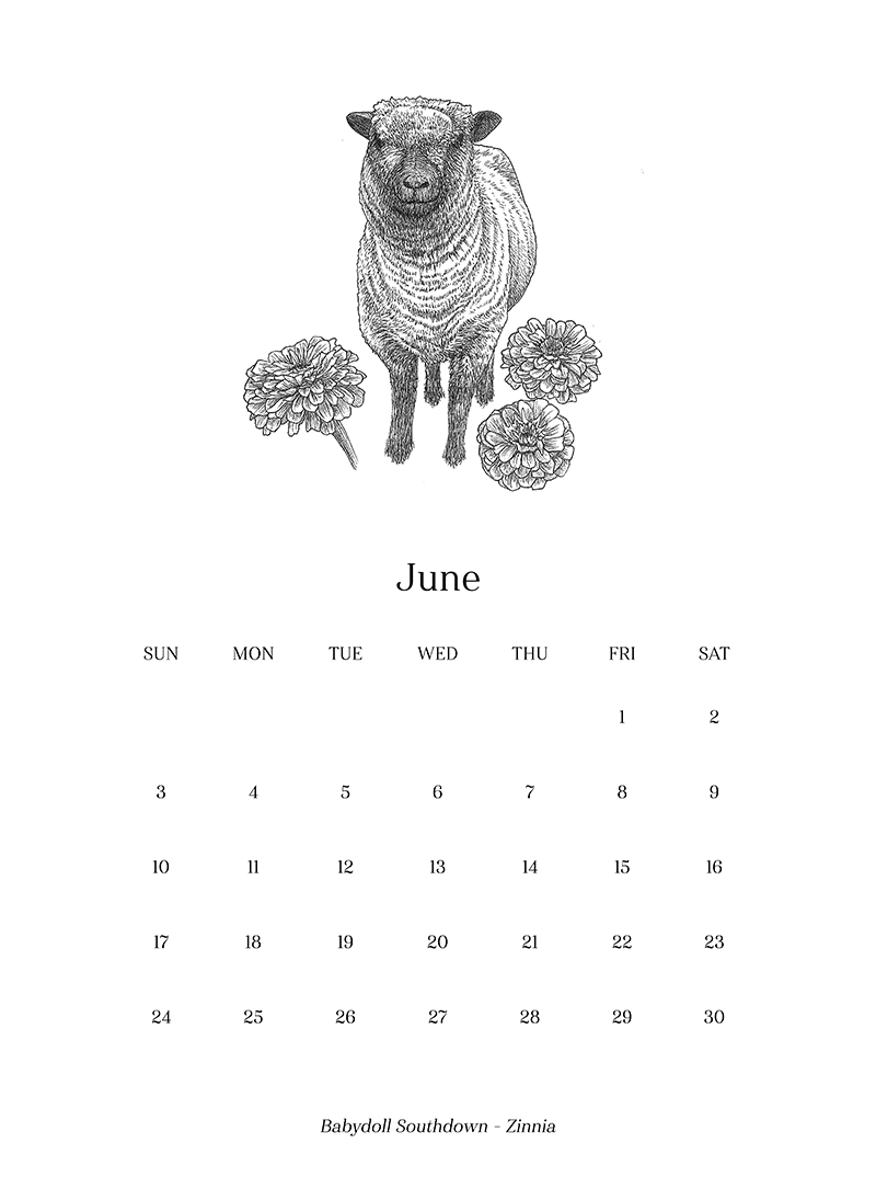 Sheep_Calendar_june.png