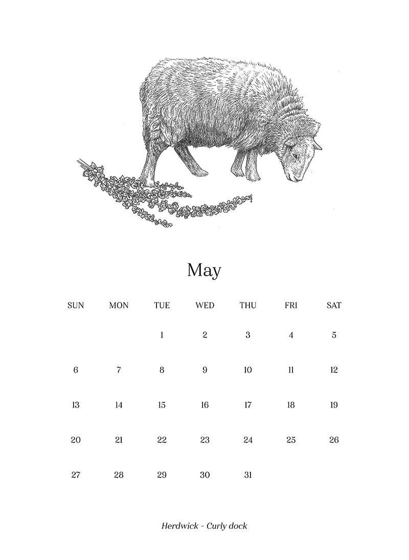 Sheep_Calendar_may.png