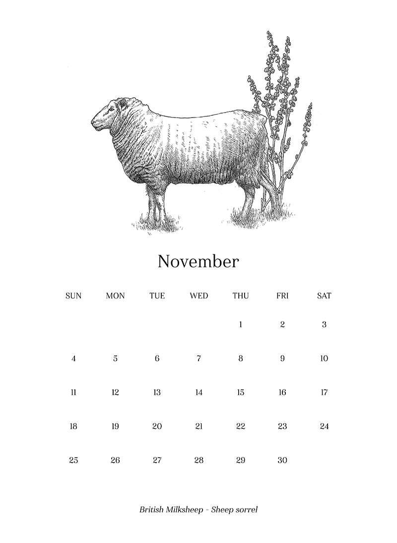 Sheep_Calendar_nov.png