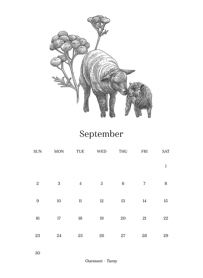 Sheep_Calendar_sept.png
