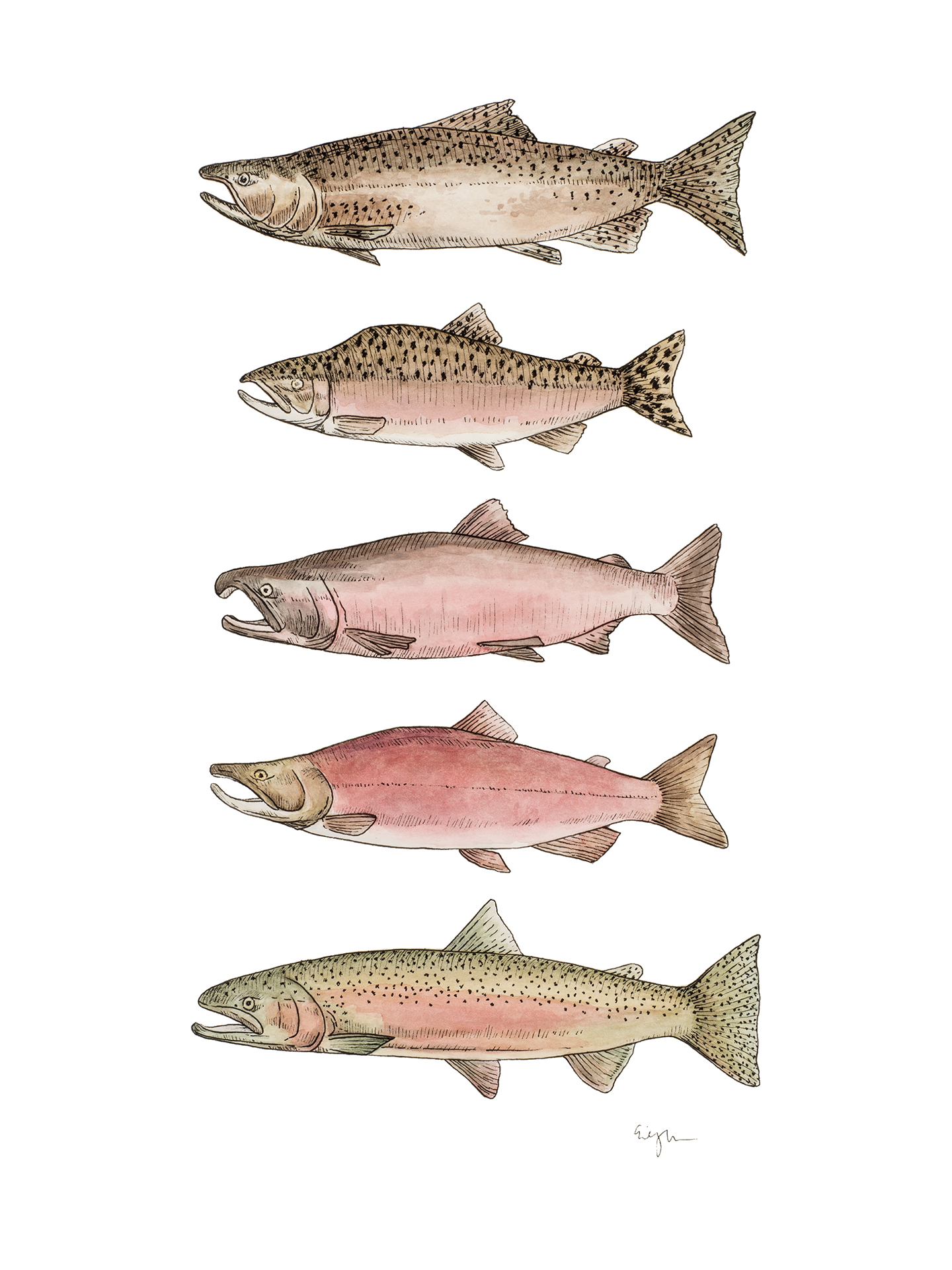 Salmon copy.jpg
