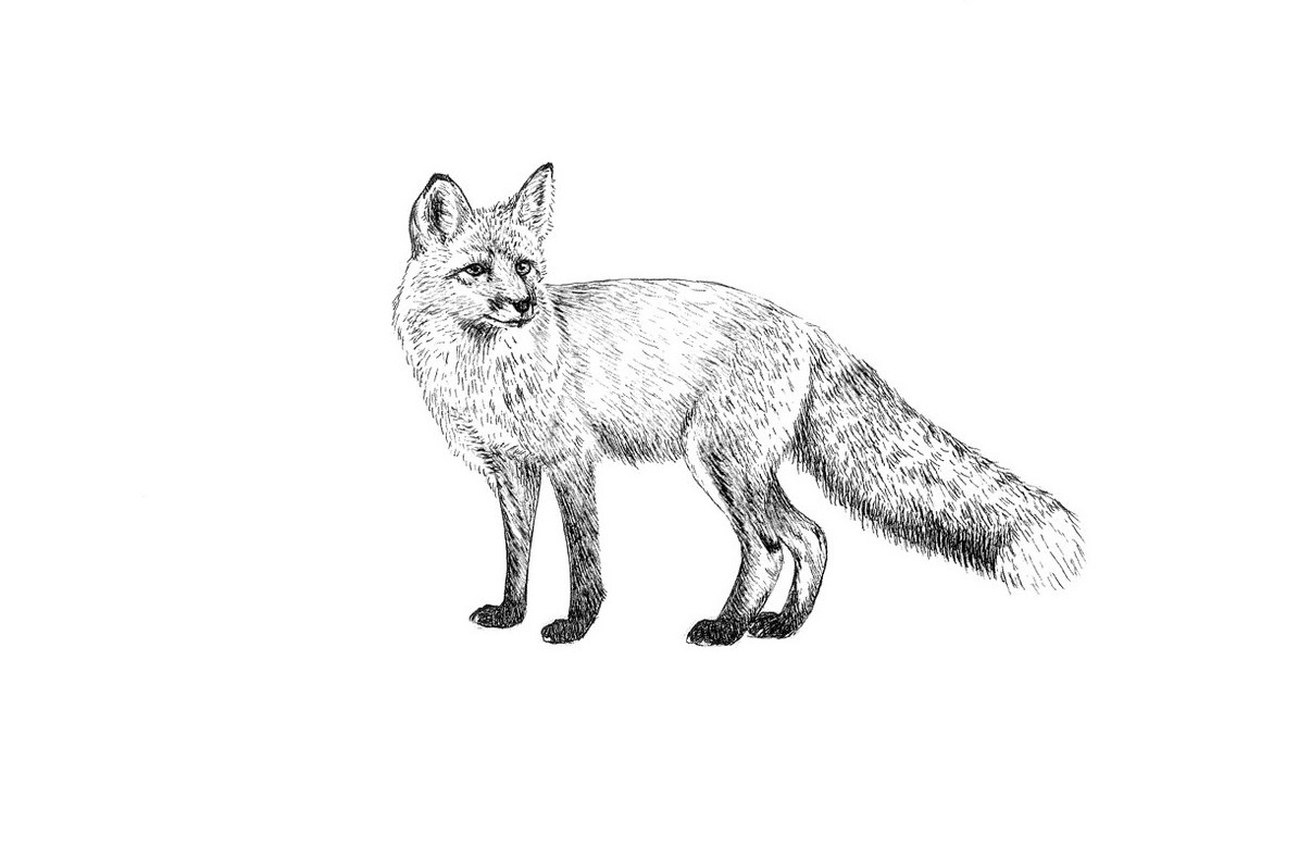 fox...jpg