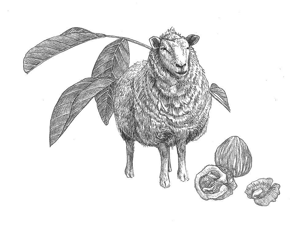 woolful sheep scans 12.jpg