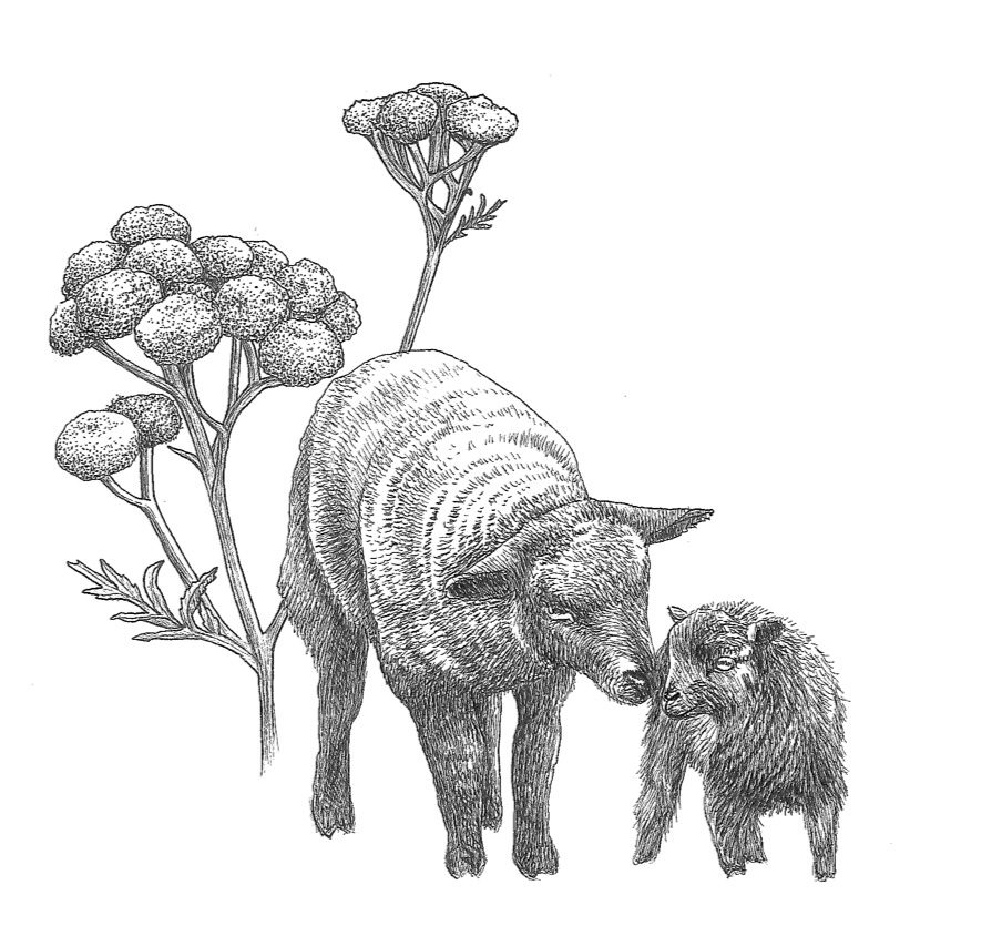 woolful sheep scans 11.jpg