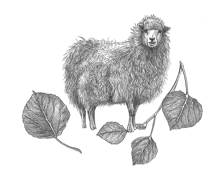 woolful sheep scans 9.jpg