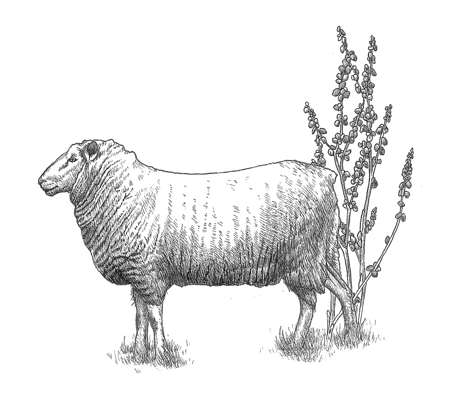 woolful sheep scans 8.jpg