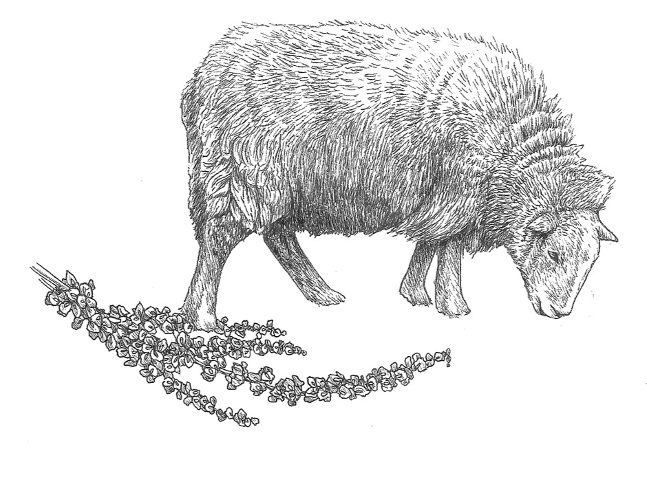 woolful sheep scans 7.jpg