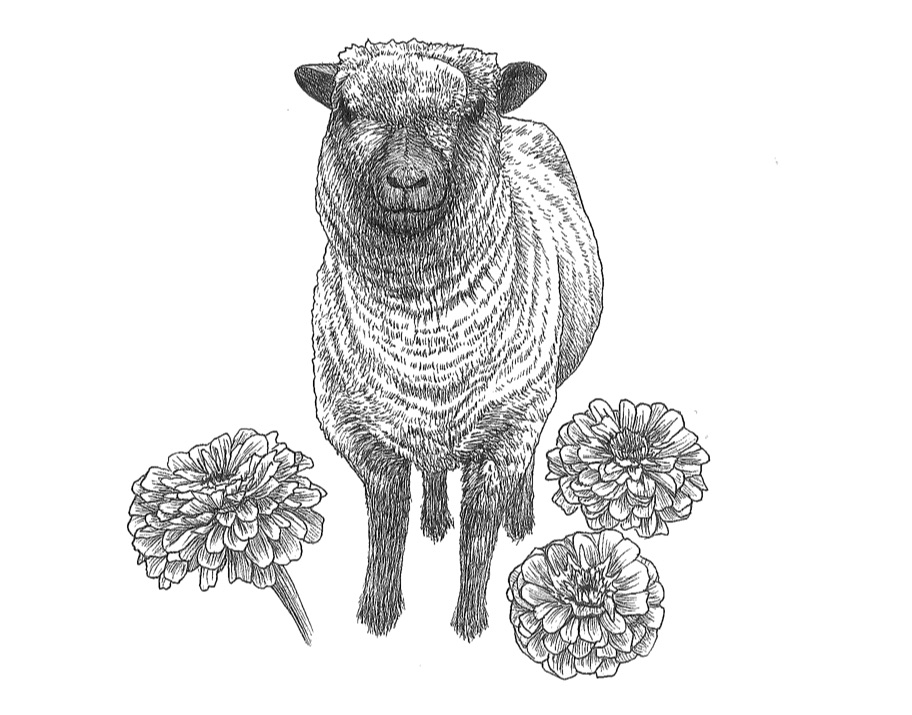 woolful sheep scans 6.jpg